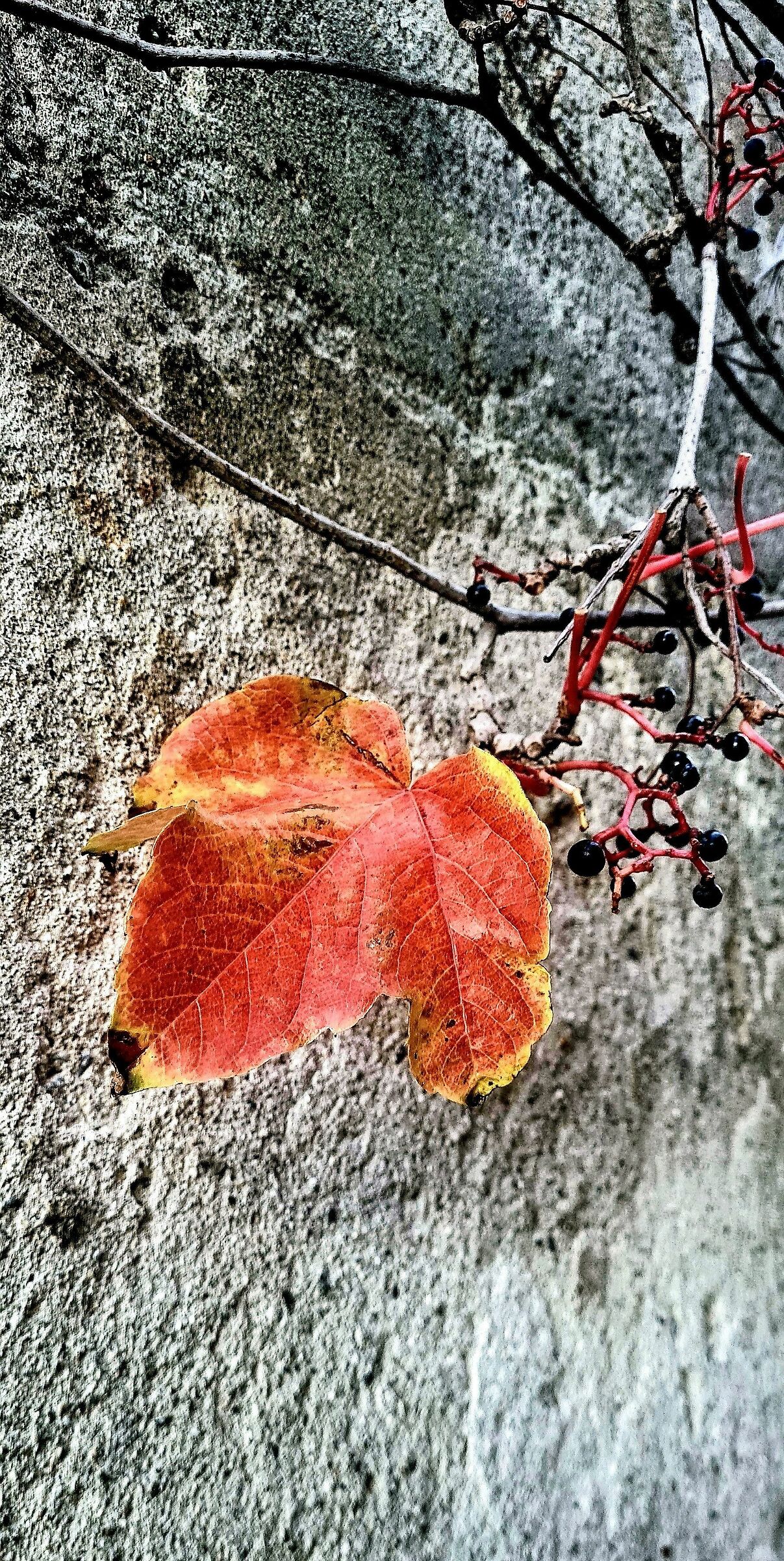Protagonista d'autunno