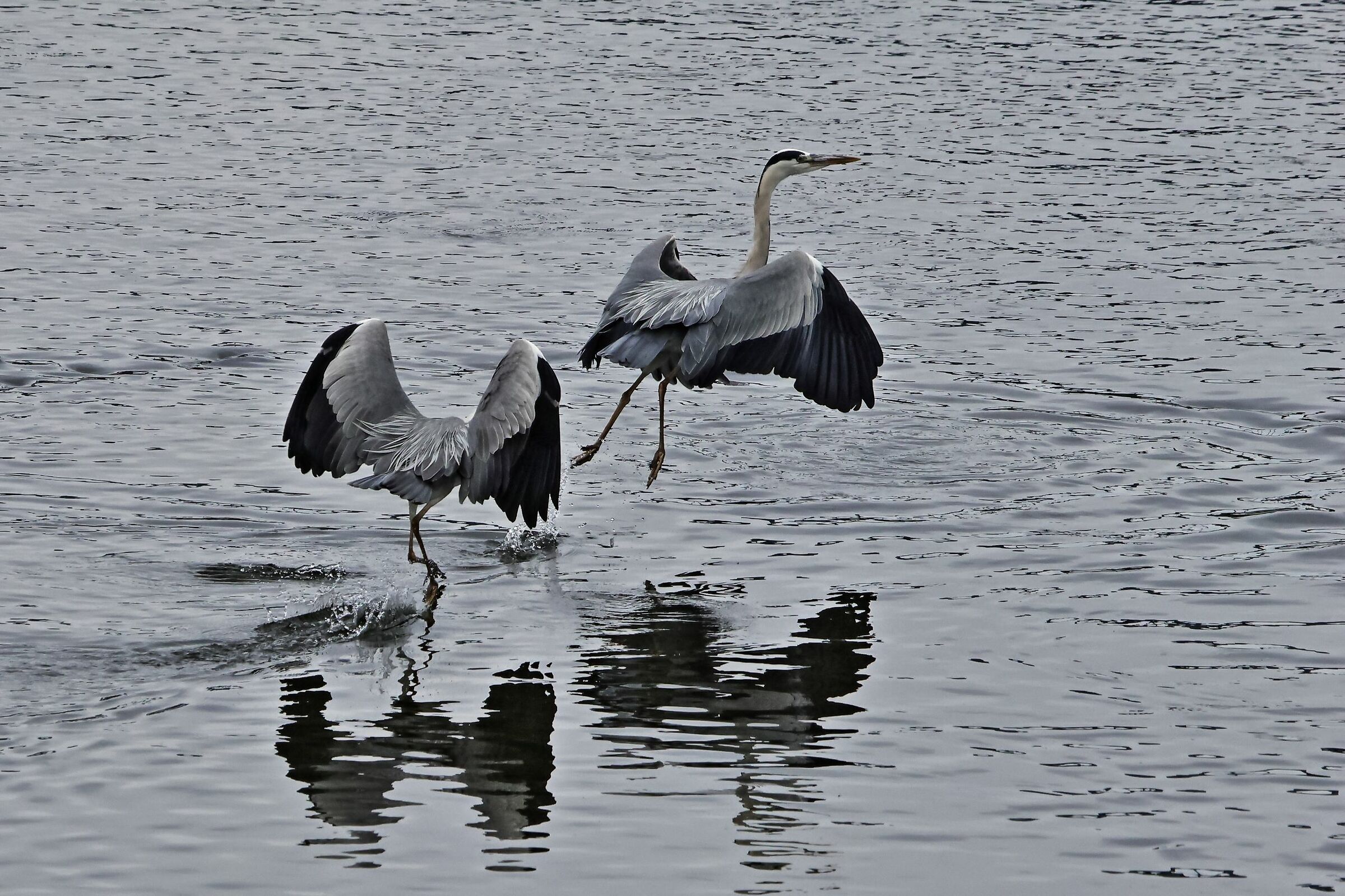 Attacco a testa bassa