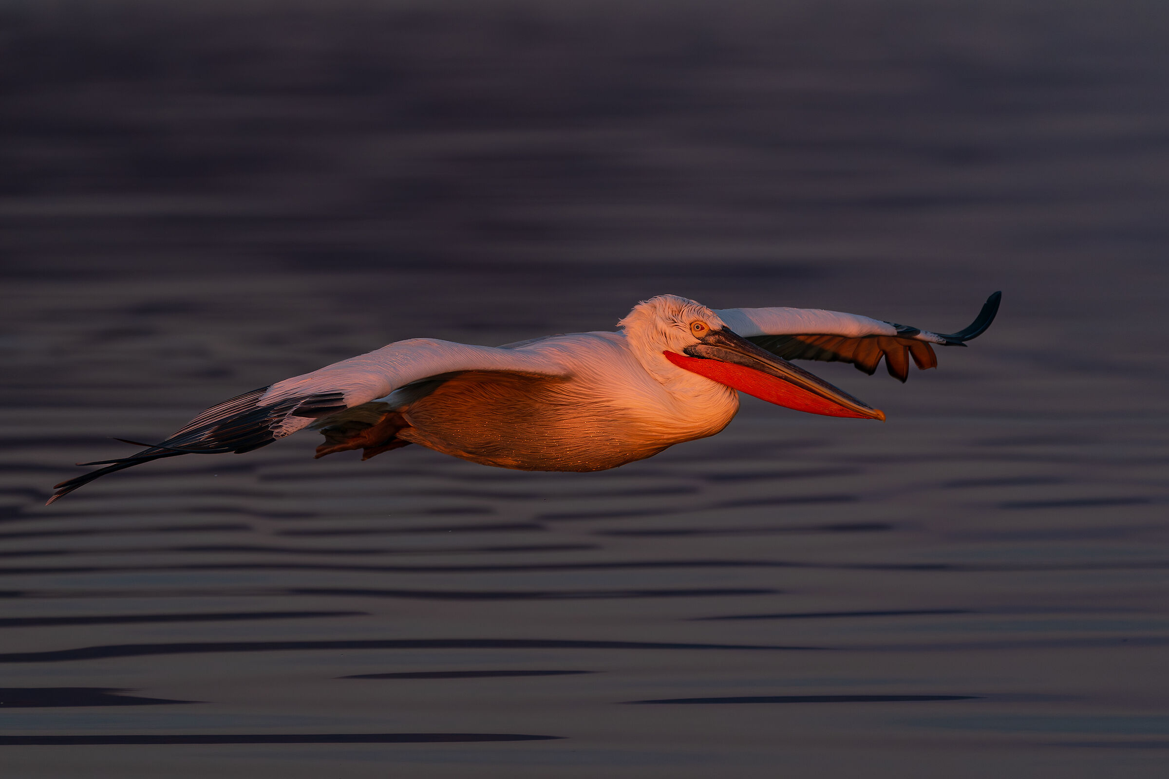 The hedgehog in the first light