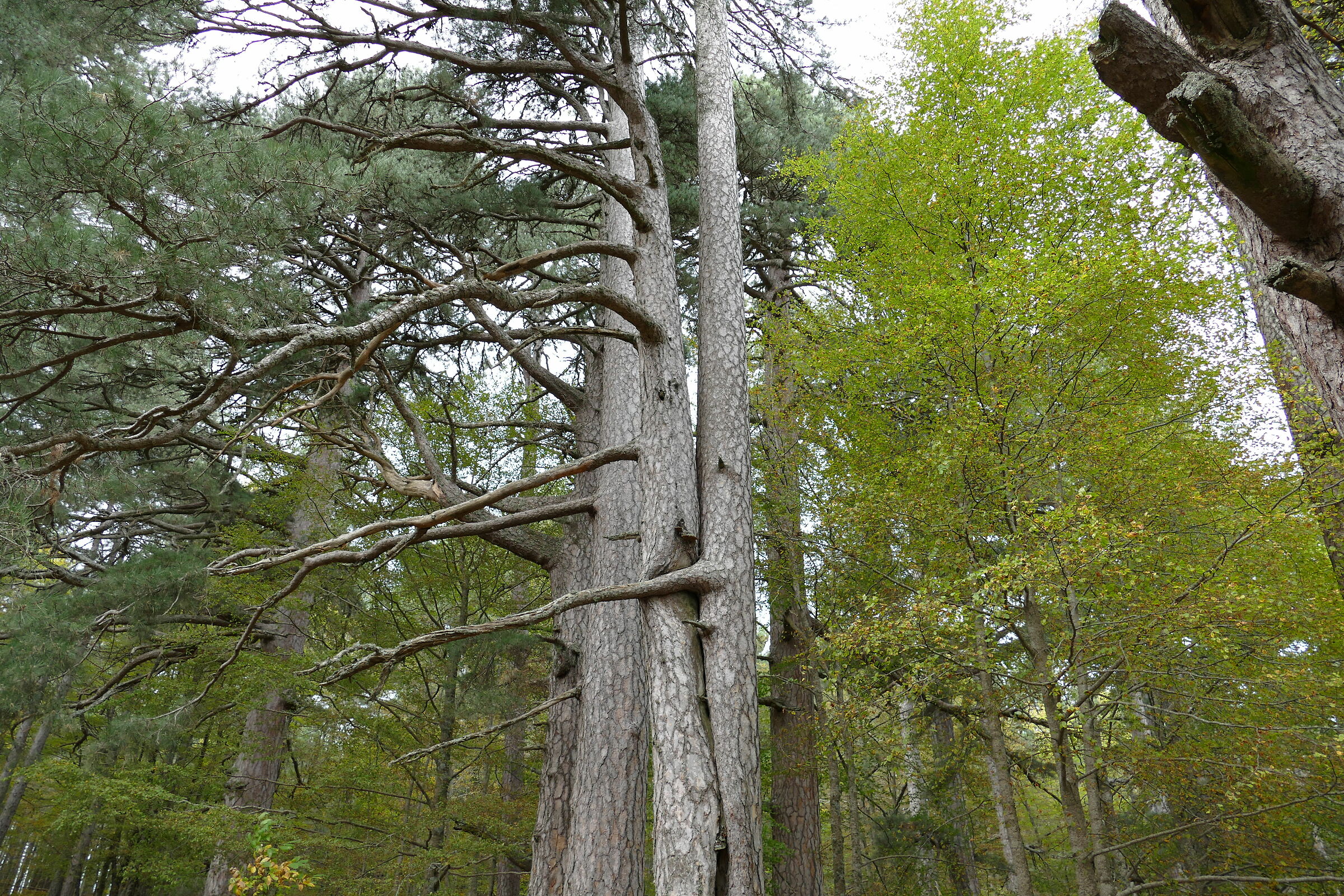 Giornata nazionale degli Alberi