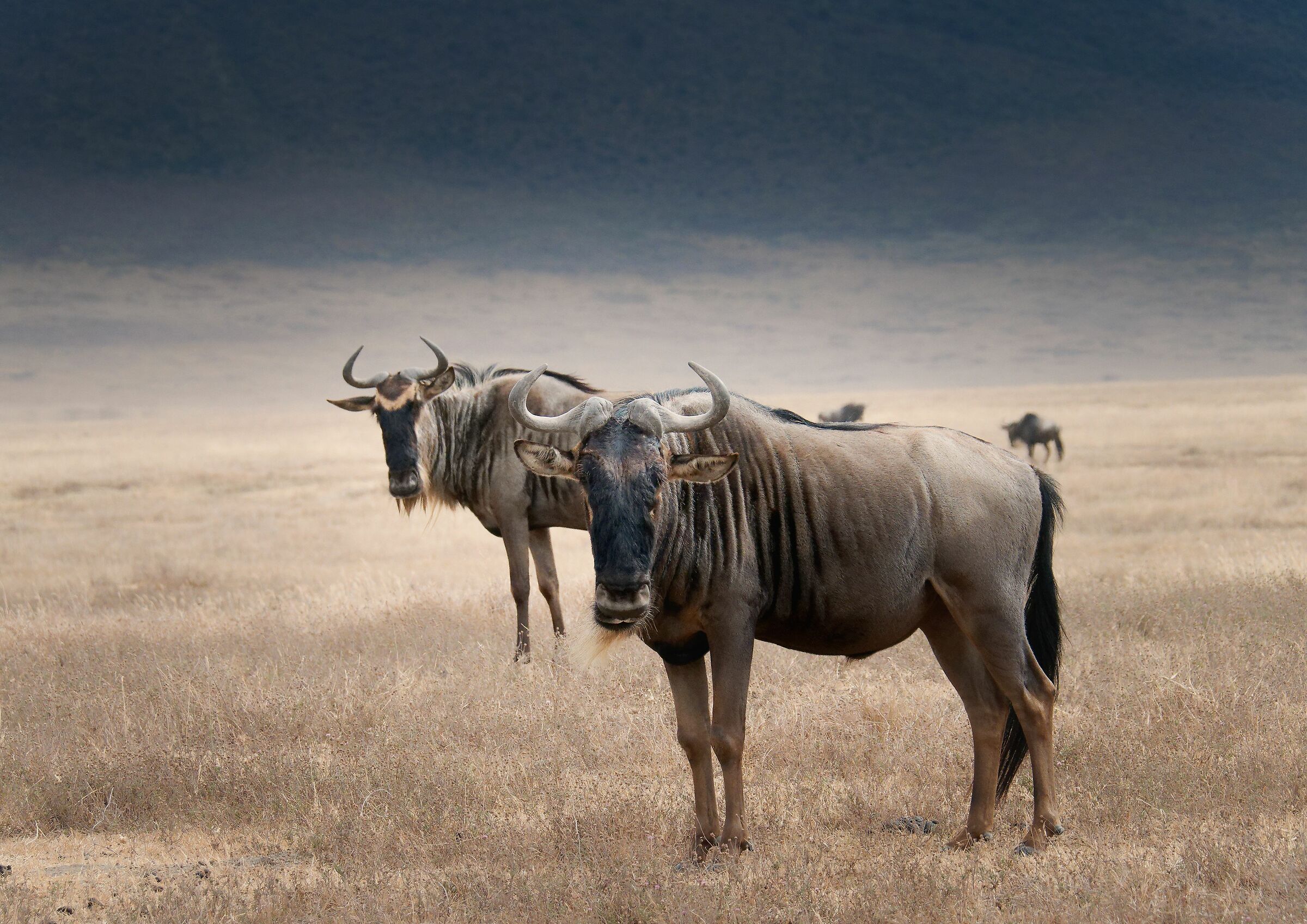 Ngorongoro Wildebeest