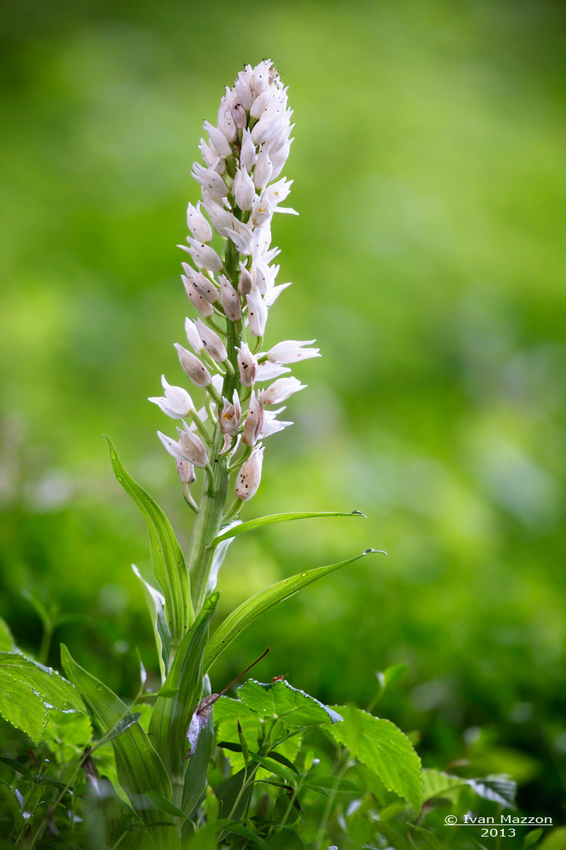 The Flower and the Ant