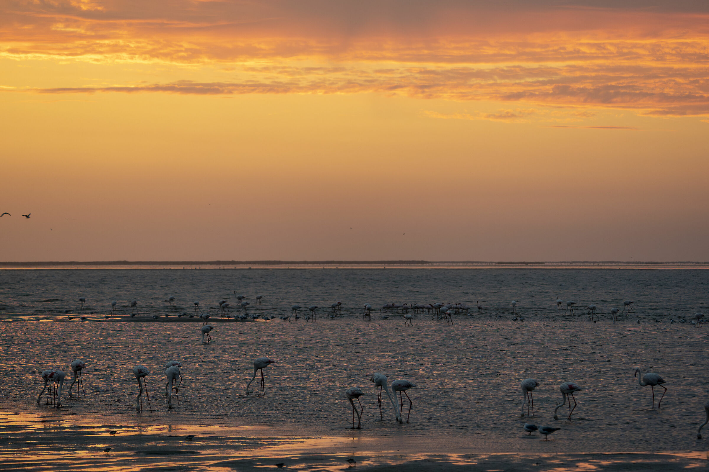 Fenicotteri al tramonto