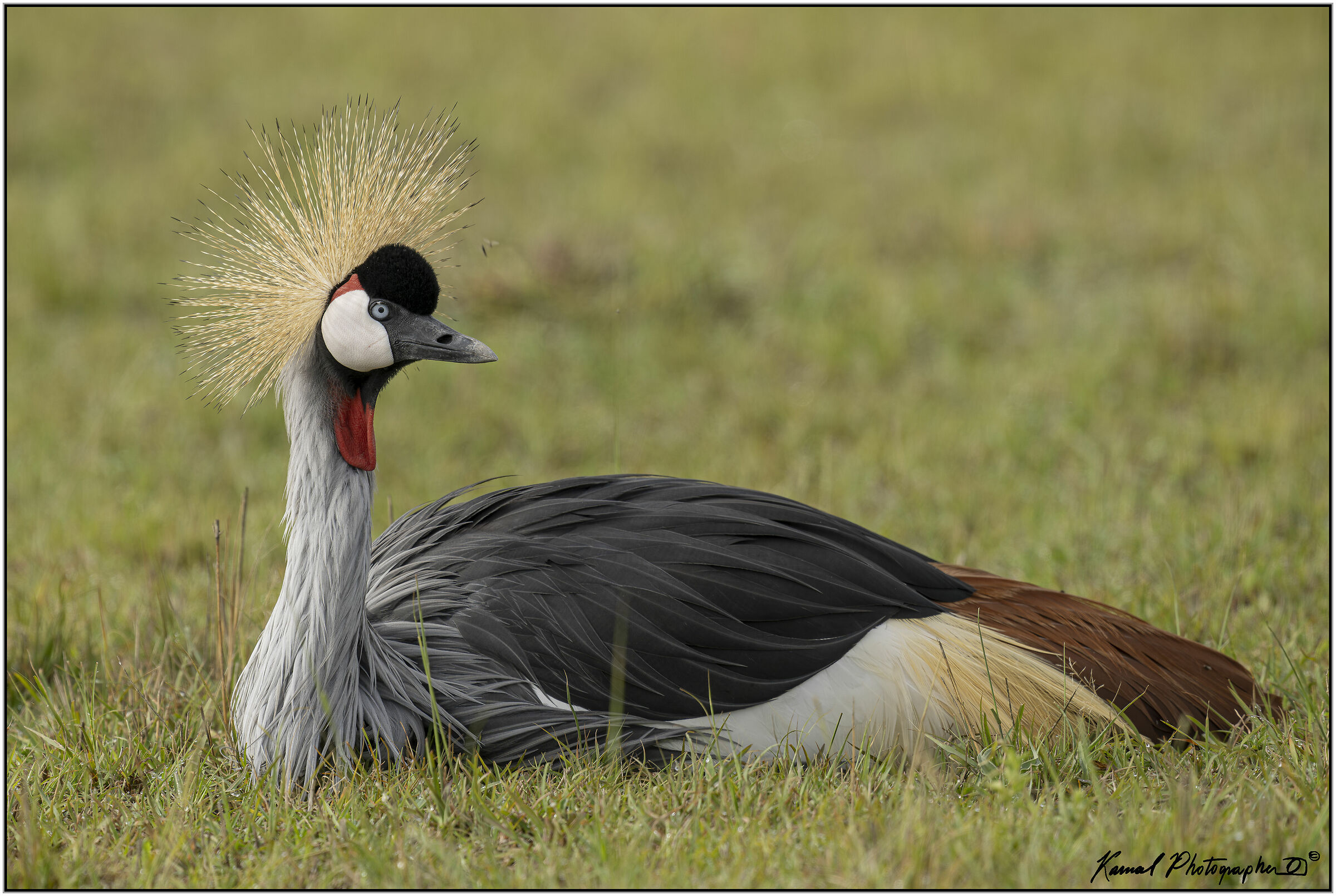 (Gru Coronata grigia)(Balearica regulorum)