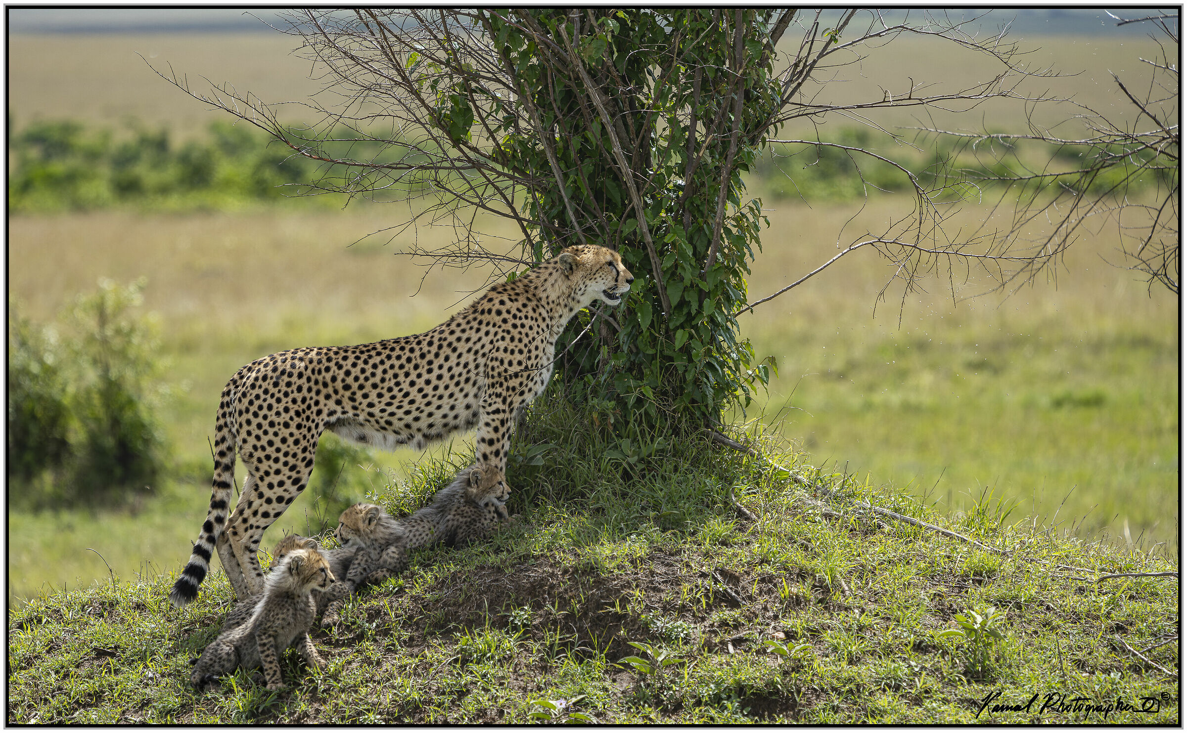 Ghepardo (Acinonyx jubatus)