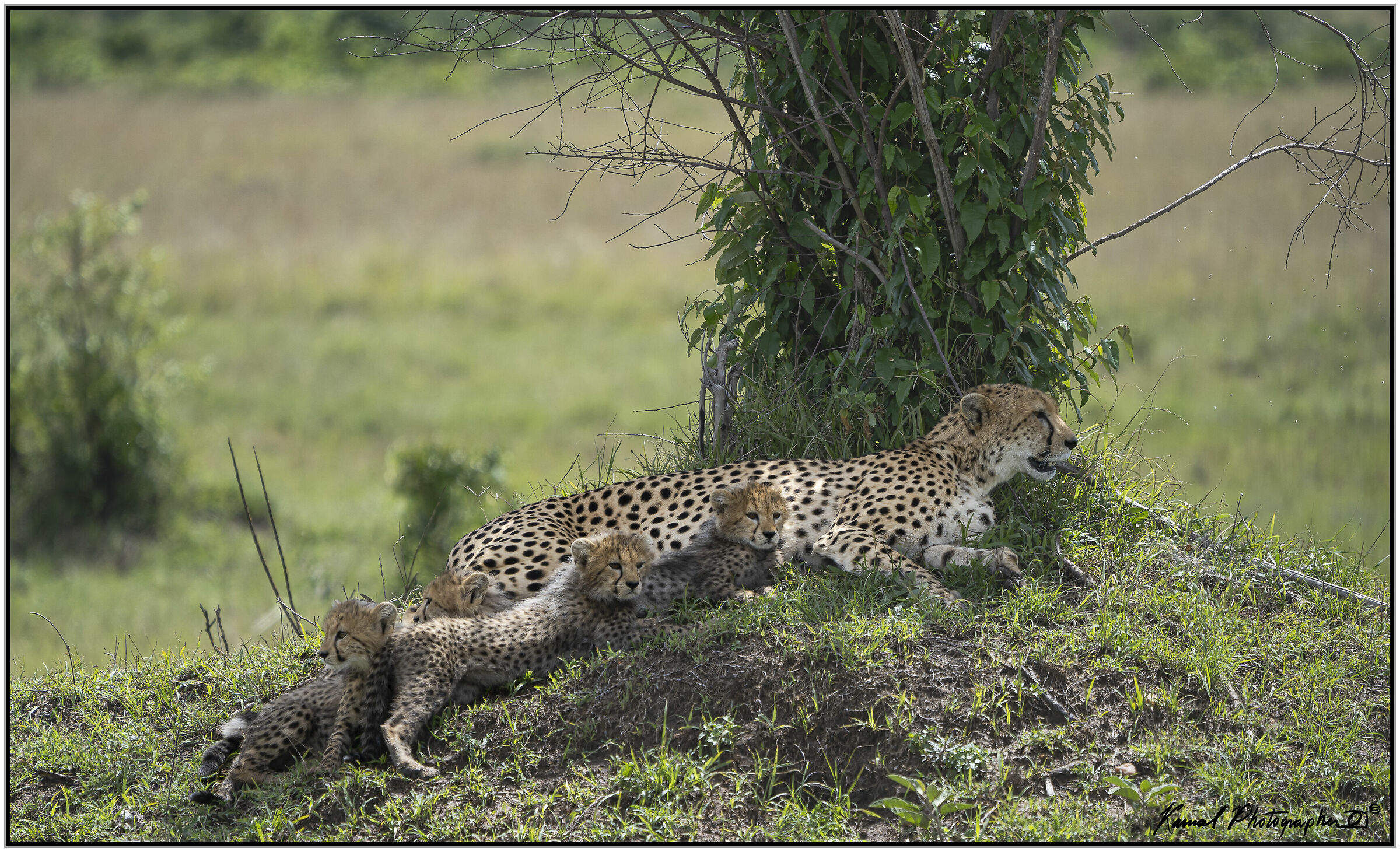 Ghepardo (Acinonyx jubatus)