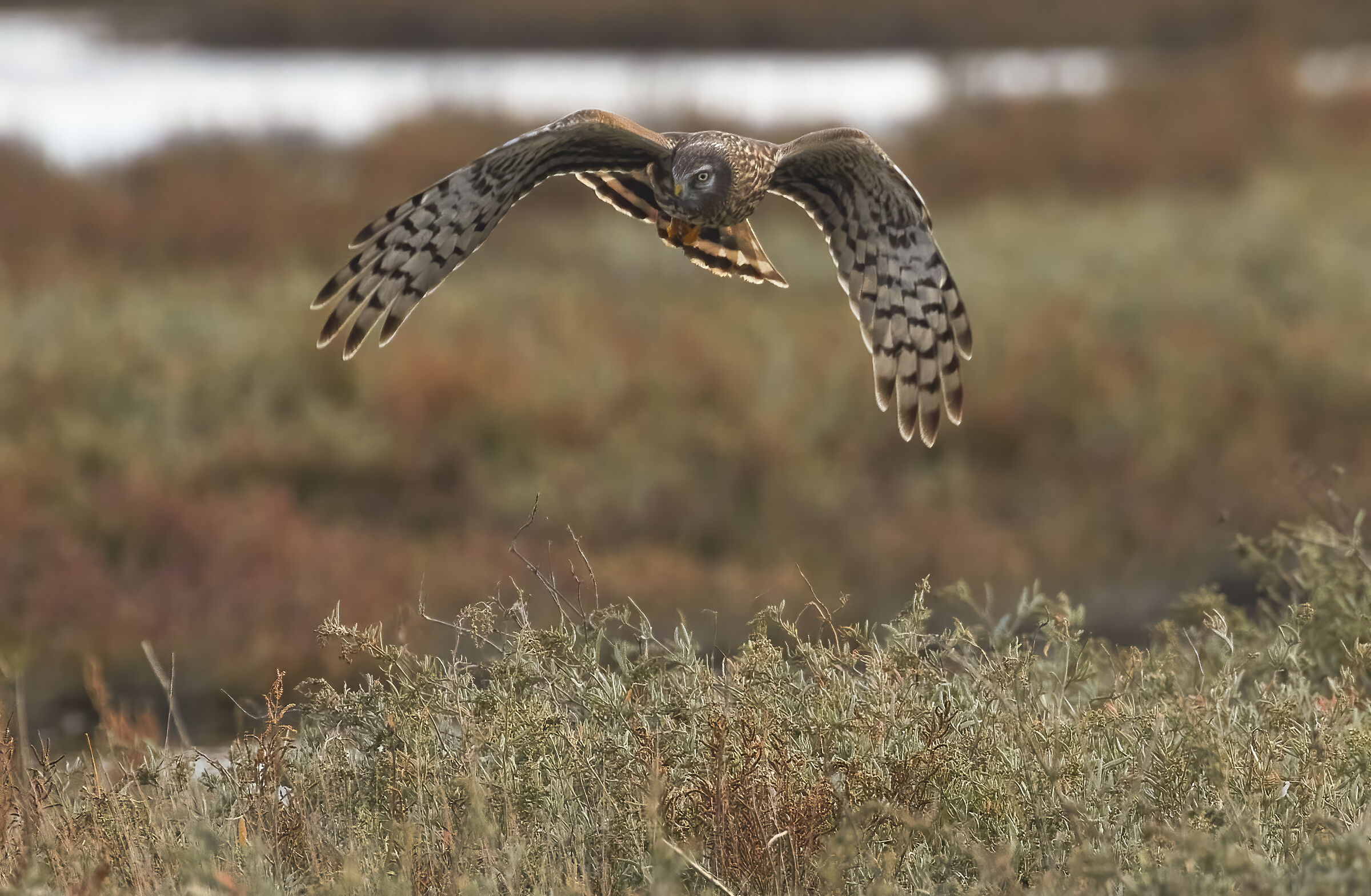 Hen harrier