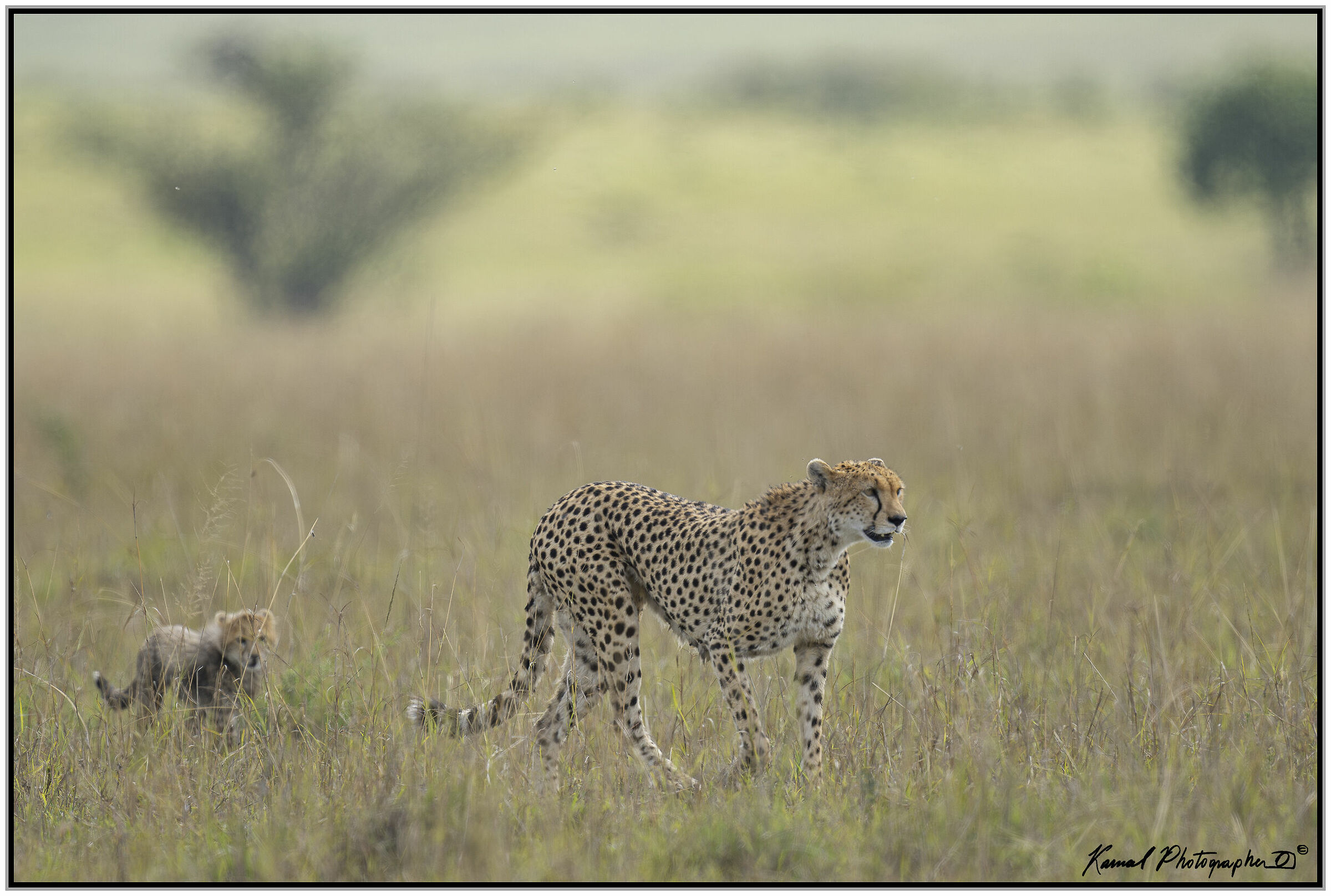 Ghepardo (Acinonyx jubatus)