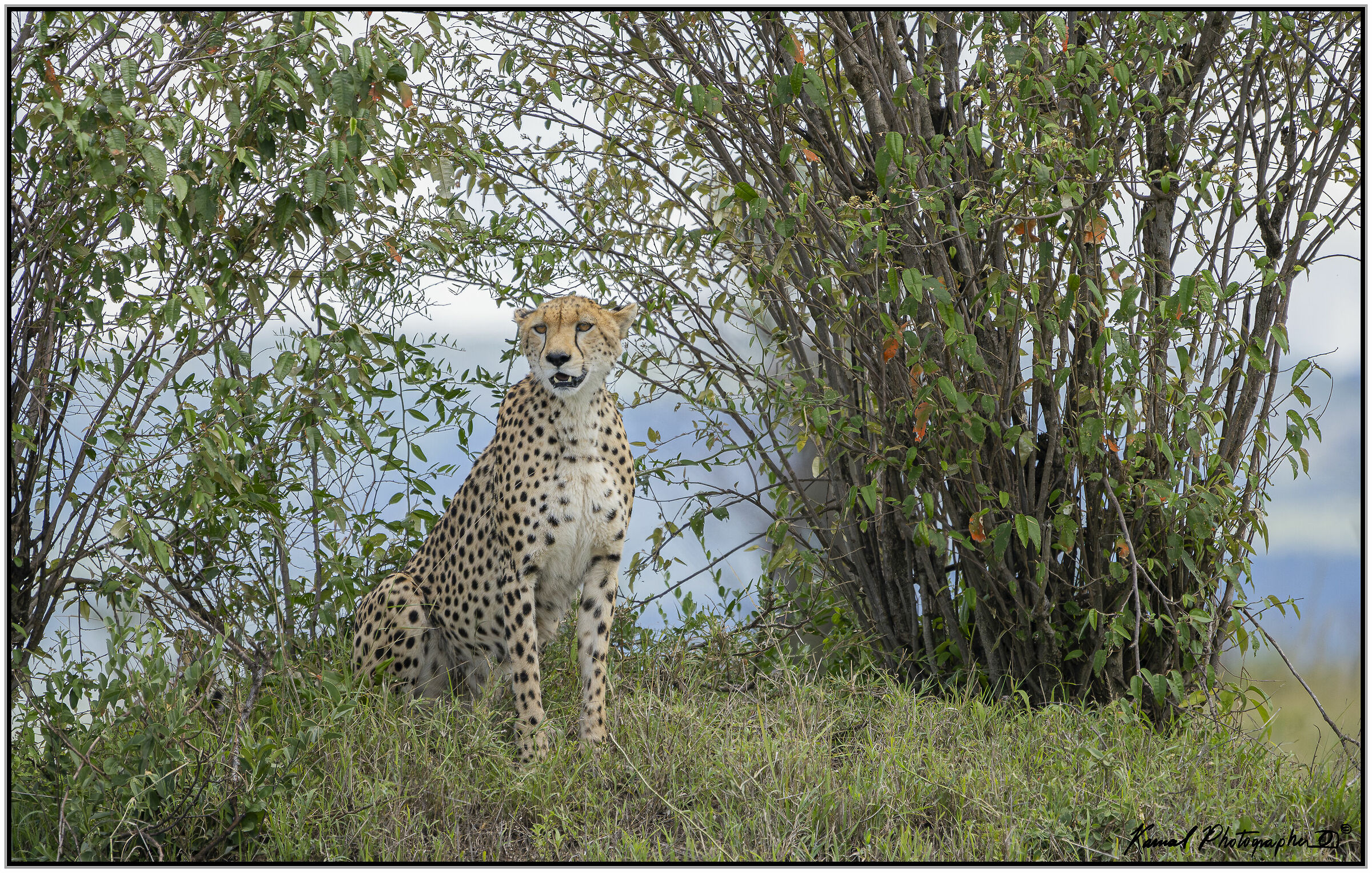 Ghepardo (Acinonyx jubatus)