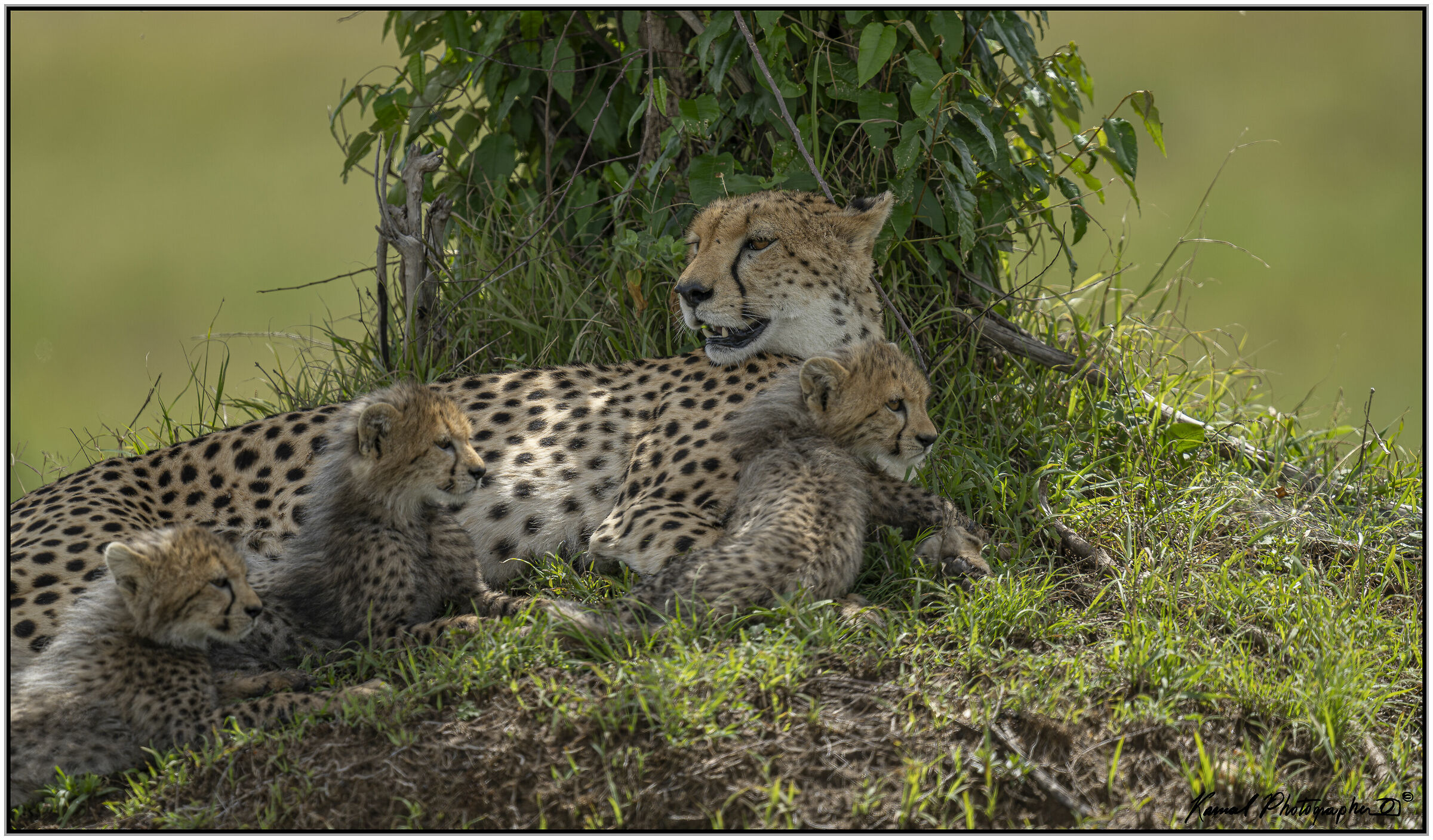 Ghepardo (Acinonyx jubatus)