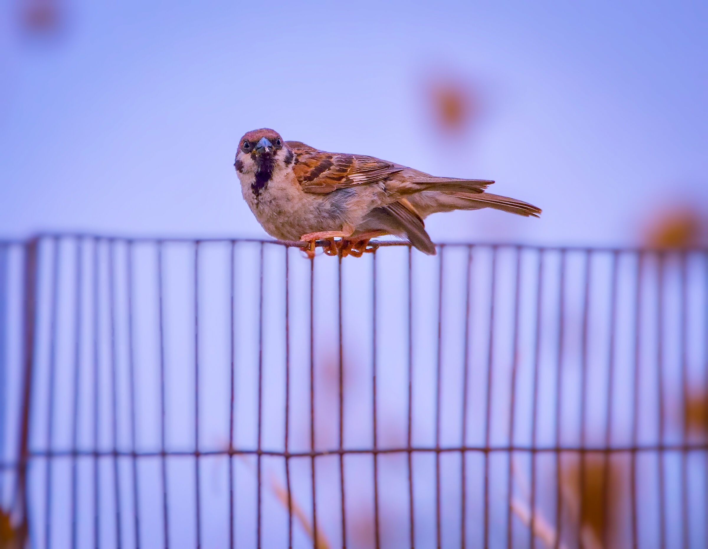 Face ti face con il Passero