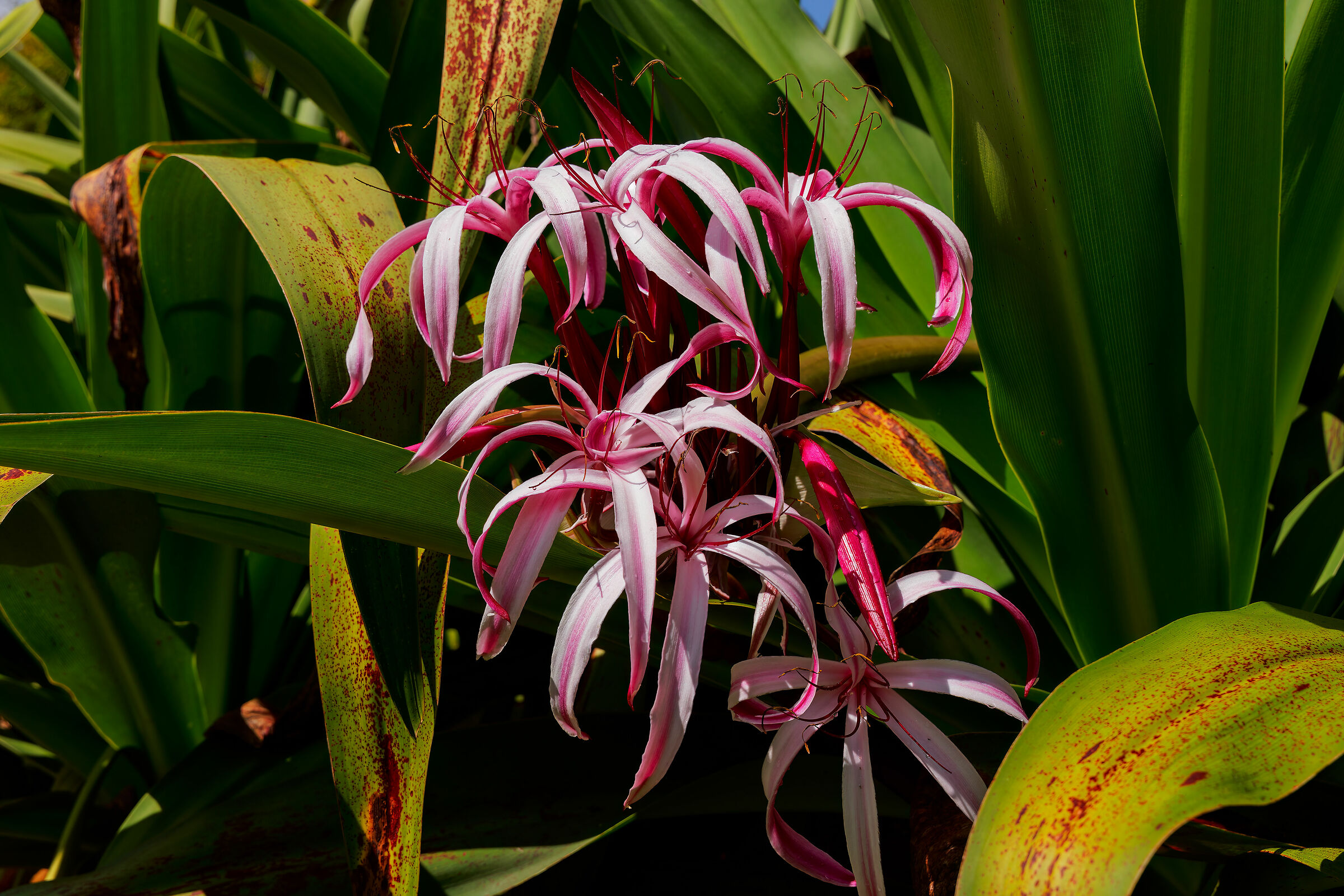 Crinum Augustum