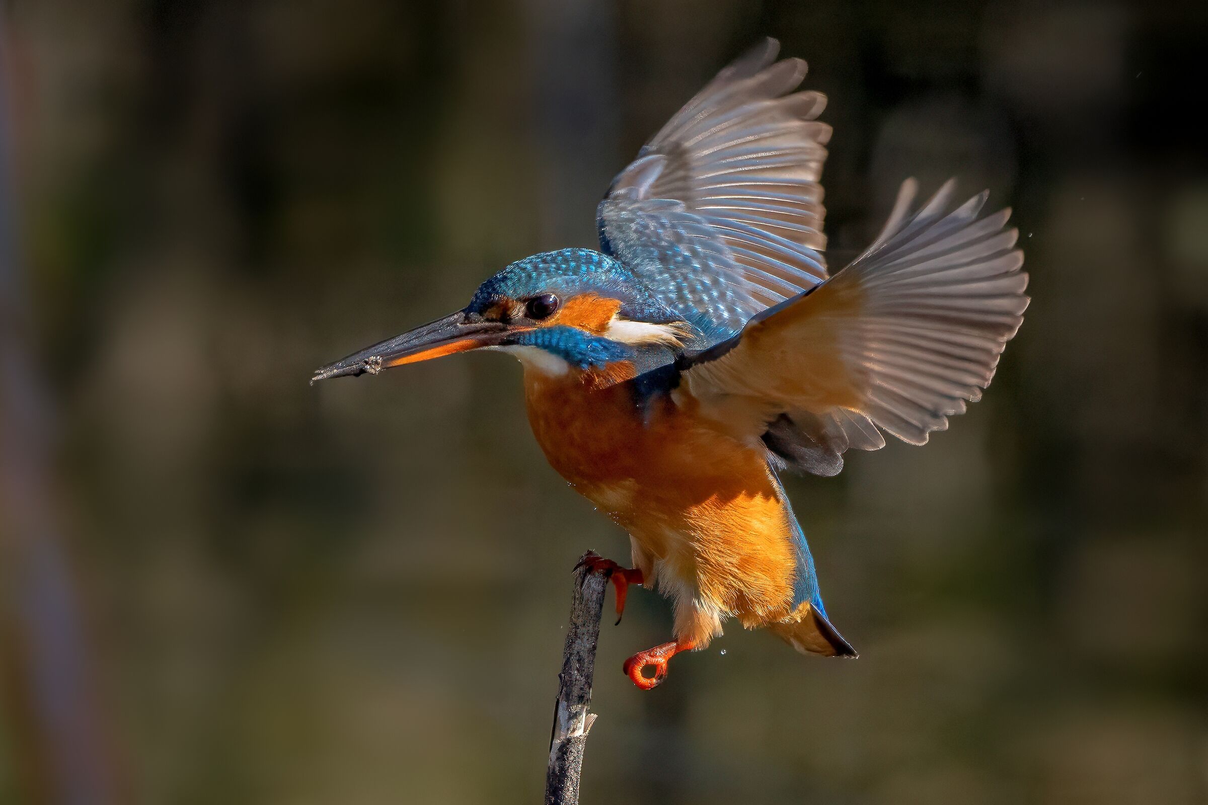 Martin pescatore in attracco