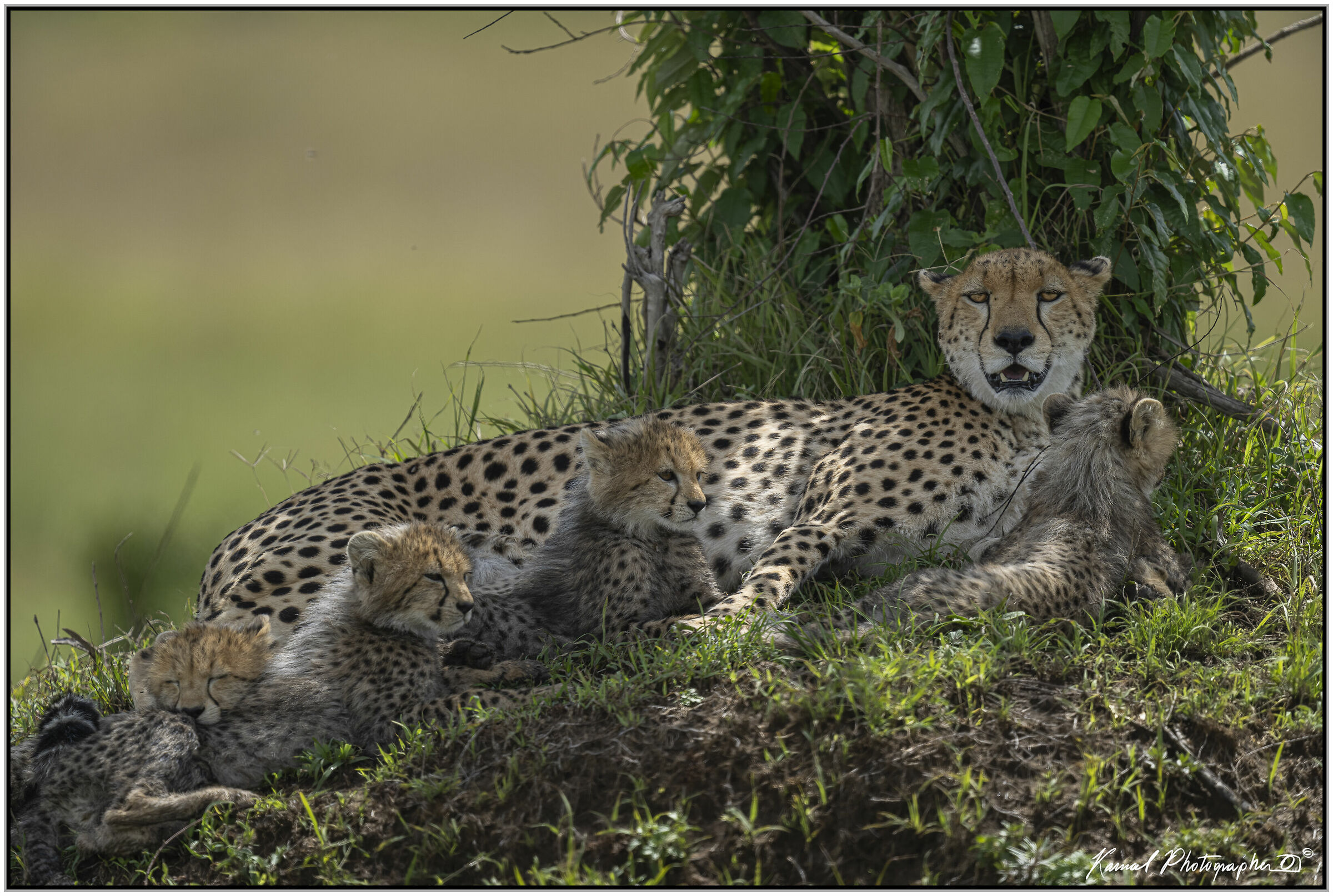Ghepardo (Acinonyx jubatus)