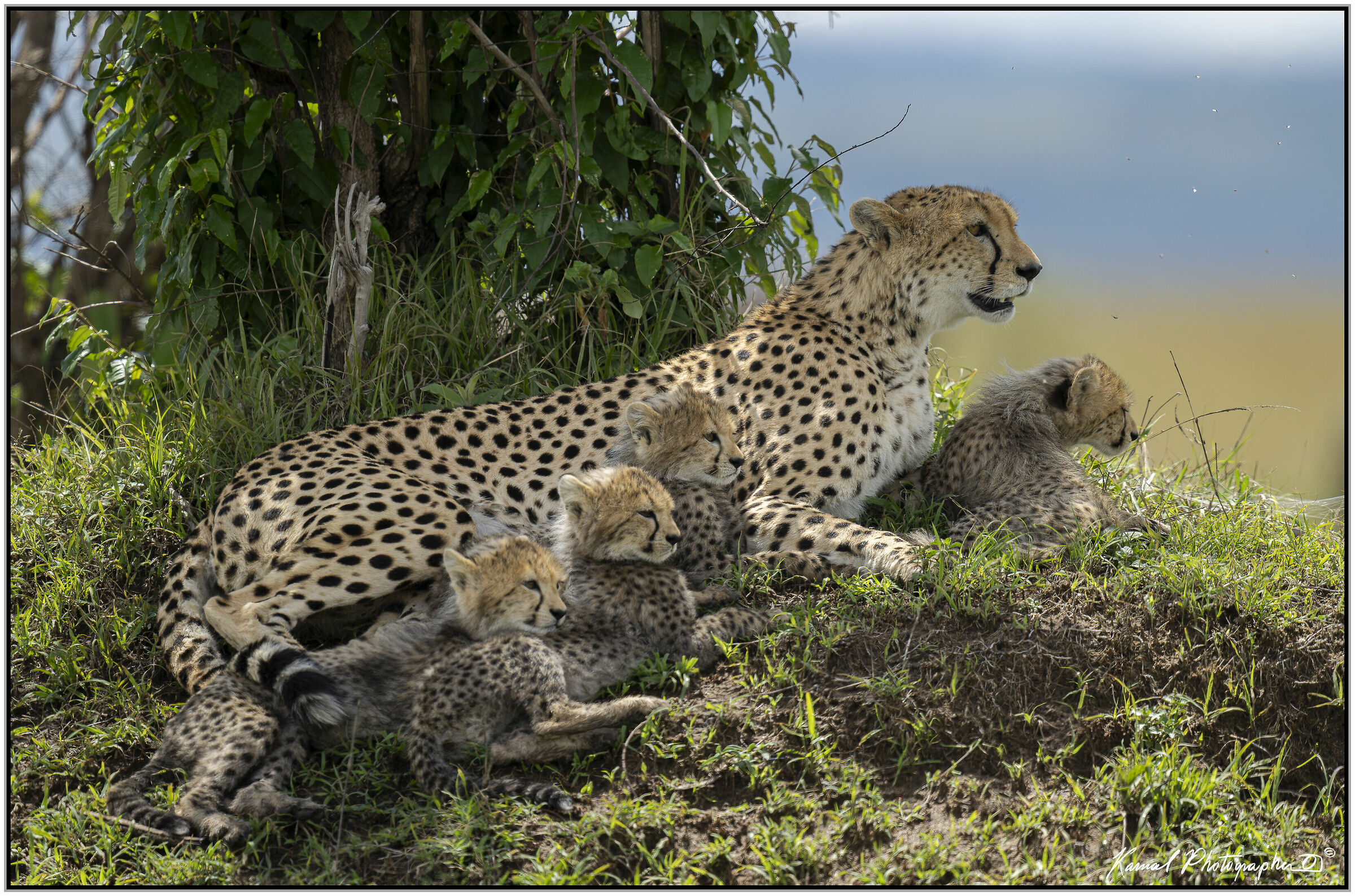 Ghepardo (Acinonyx jubatus)