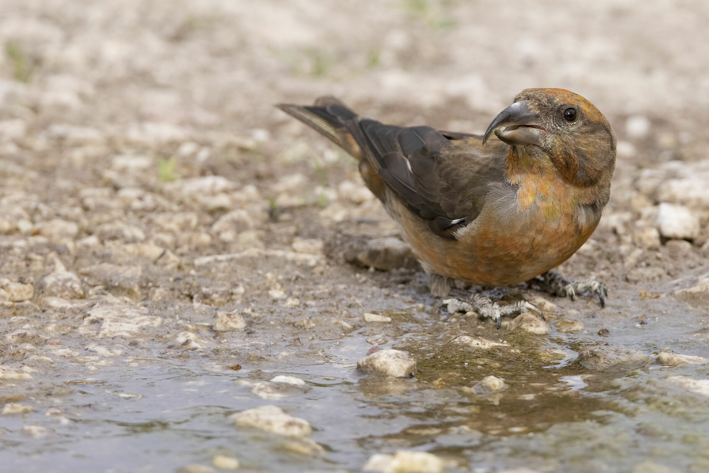 Crociere  (Loxia curvirostra)