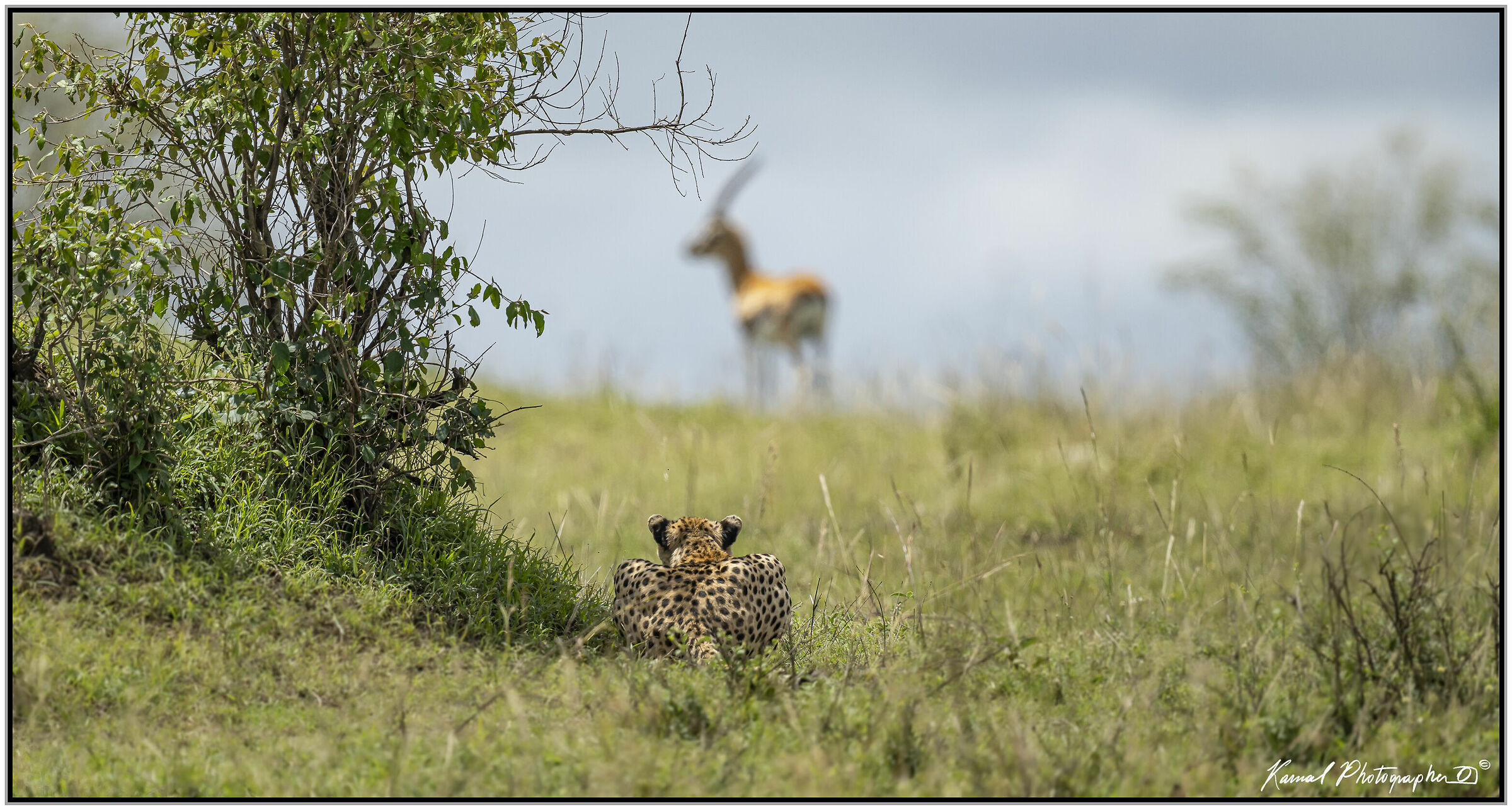 Ghepardo (Acinonyx jubatus)