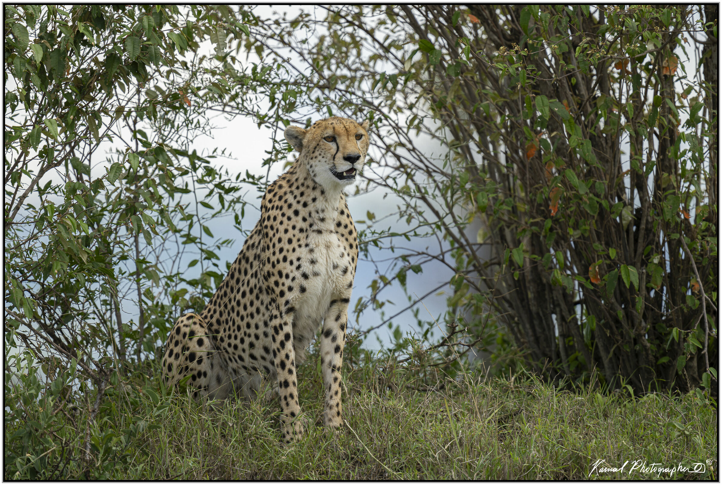 Ghepardo (Acinonyx jubatus)