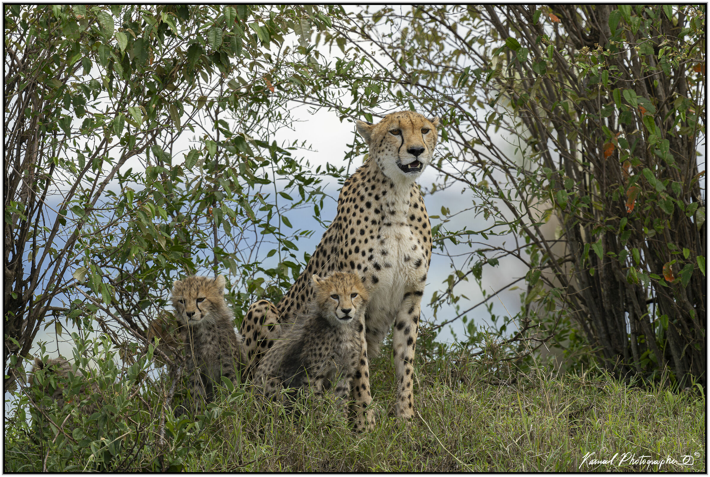 Ghepardo (Acinonyx jubatus)