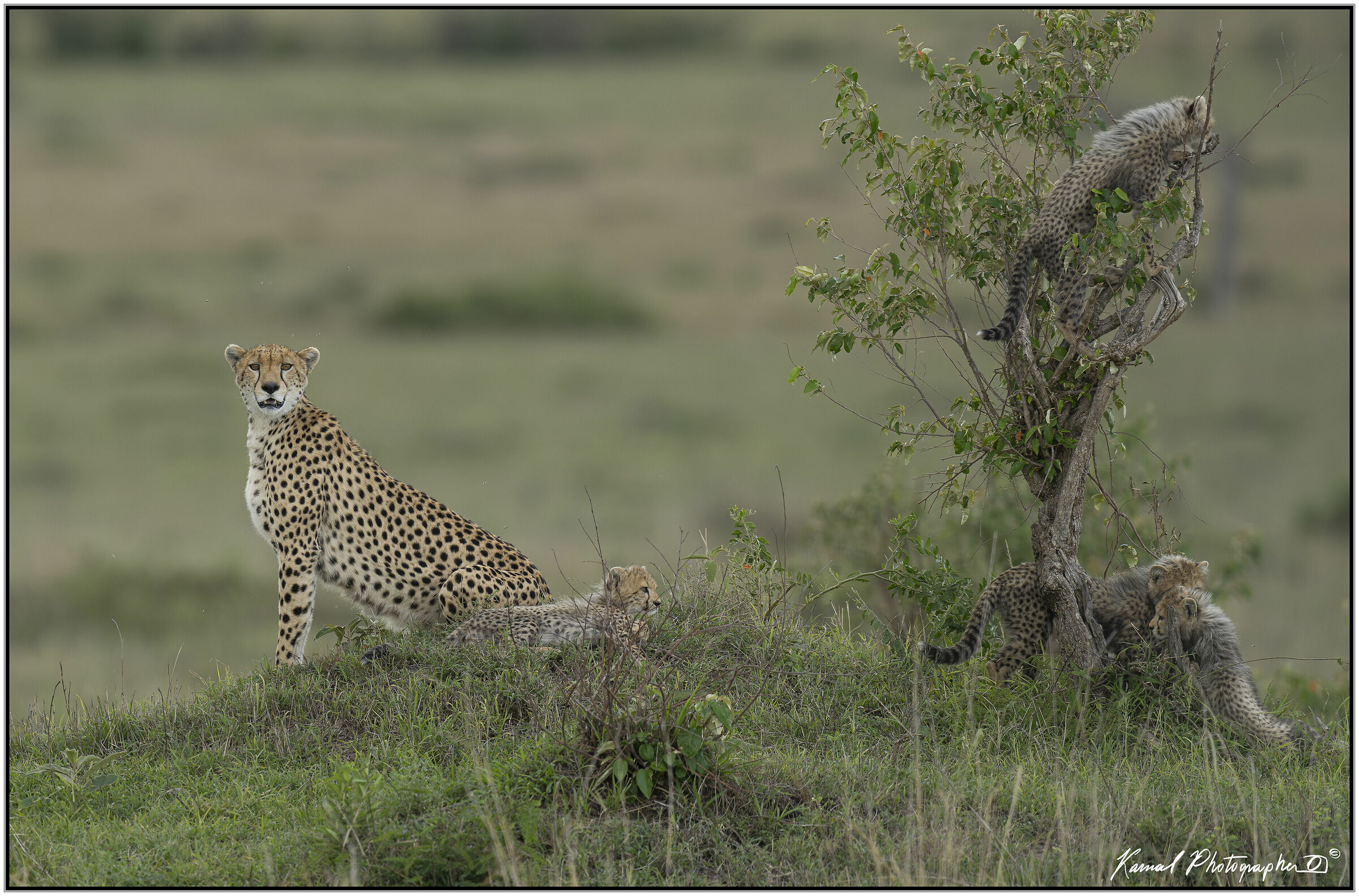 Ghepardo (Acinonyx jubatus)