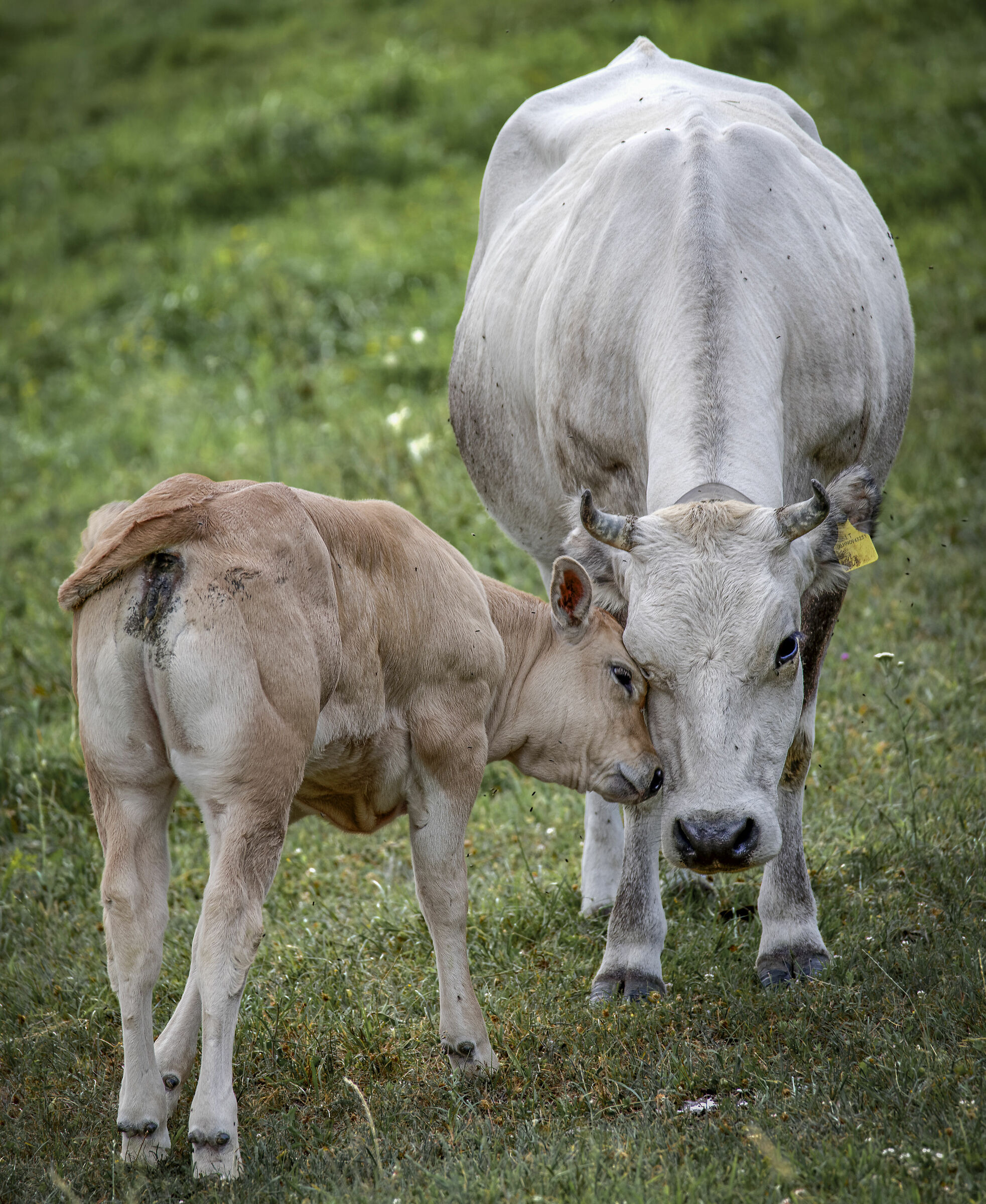 Affettività, nè avremmo un gran bisogno