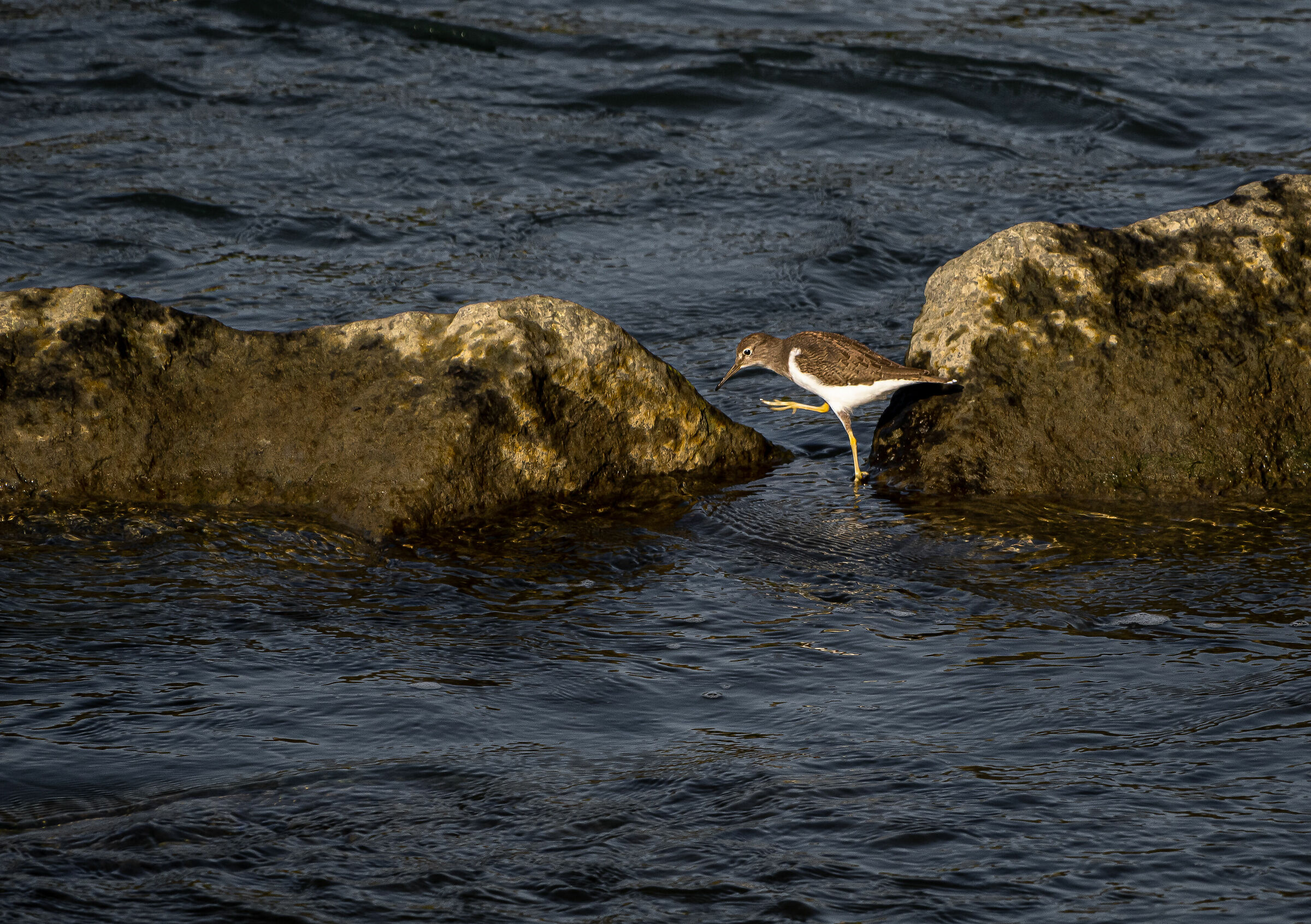 il passo dell'oca...