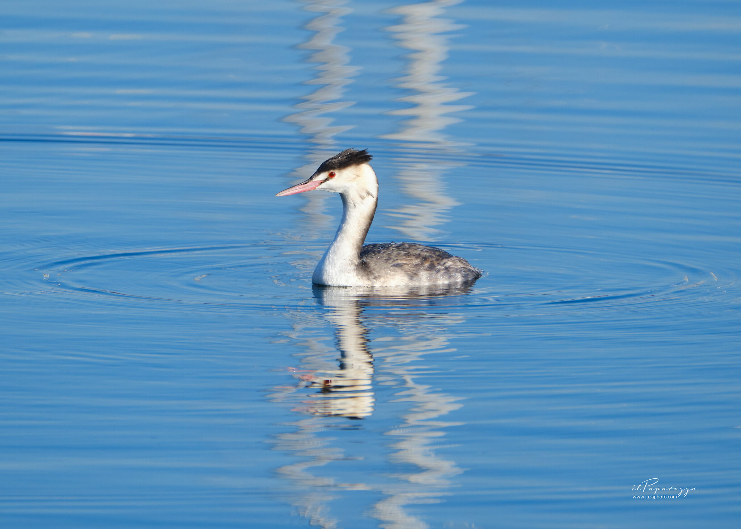 Great crested grebe