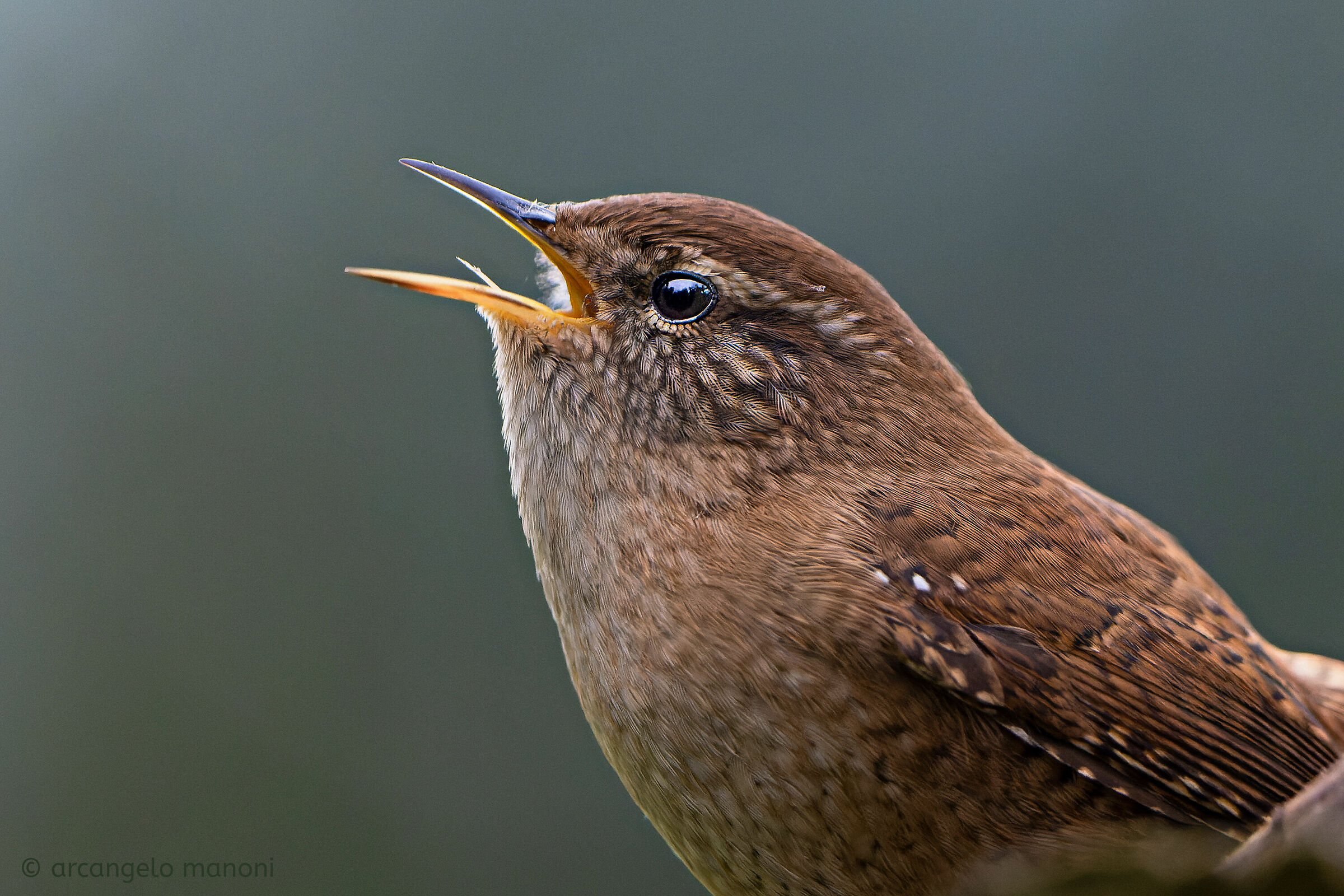 The singing wren