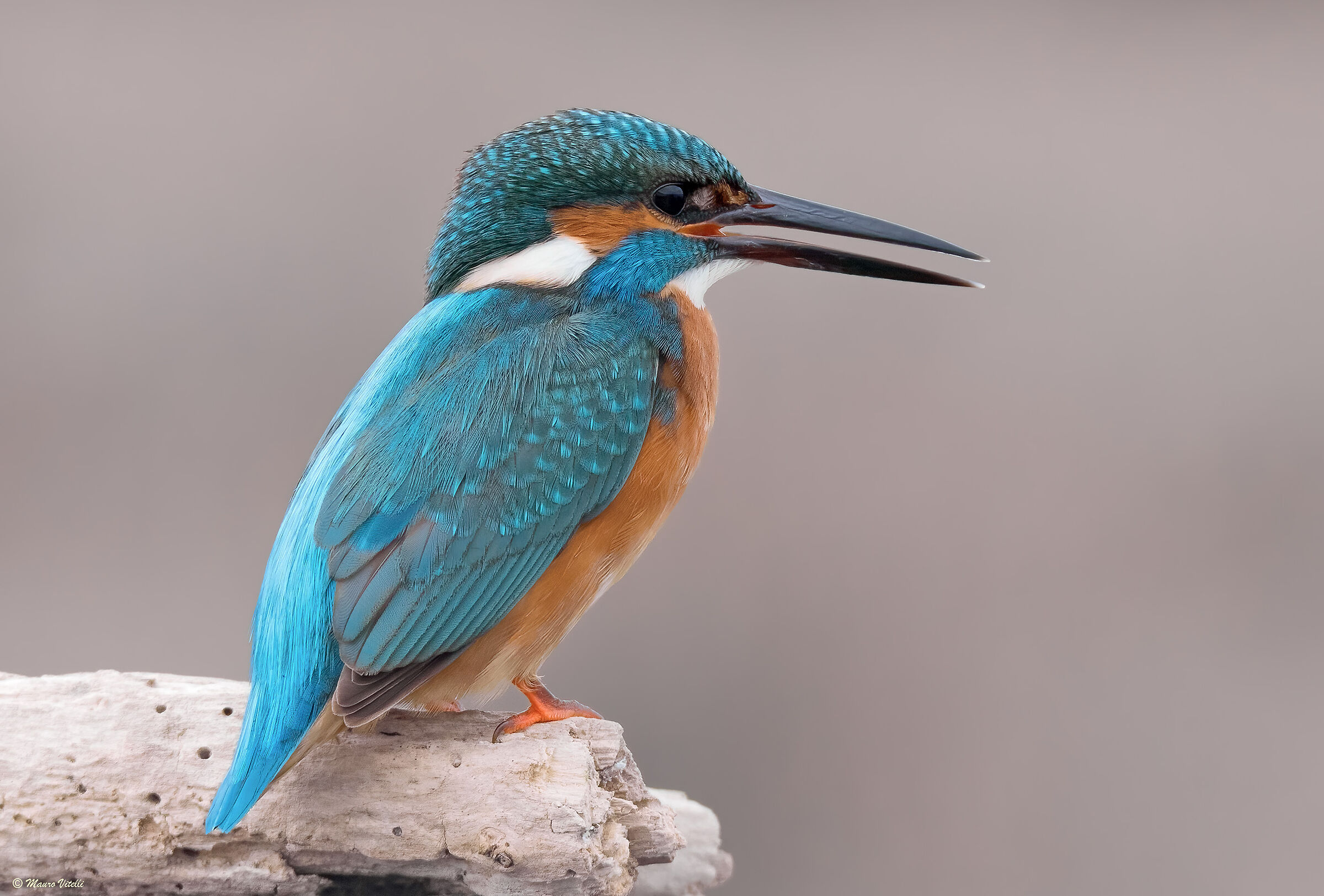 Kingfisher (Alcedo atthis)