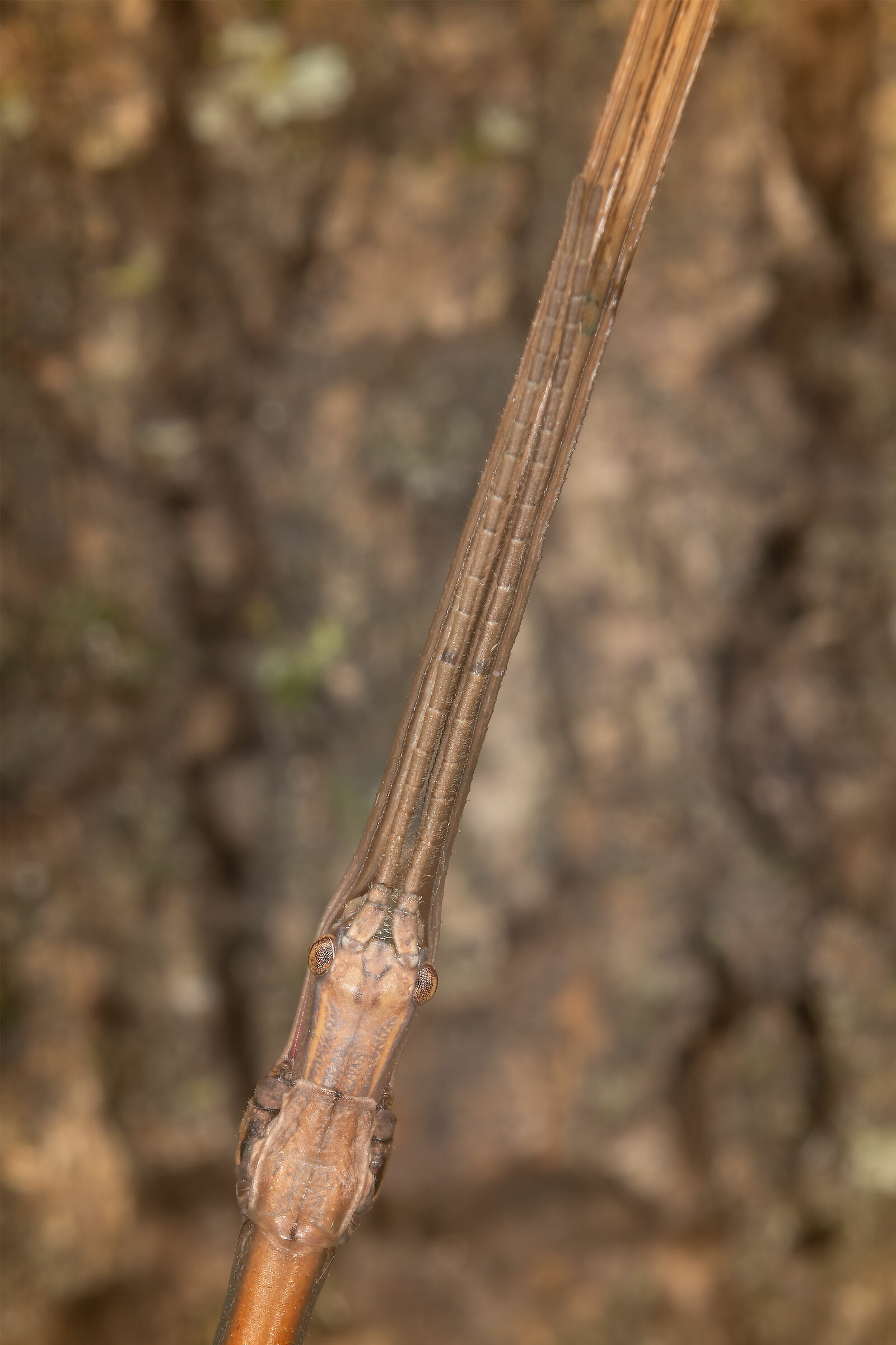 Bacillus rossius, maschio