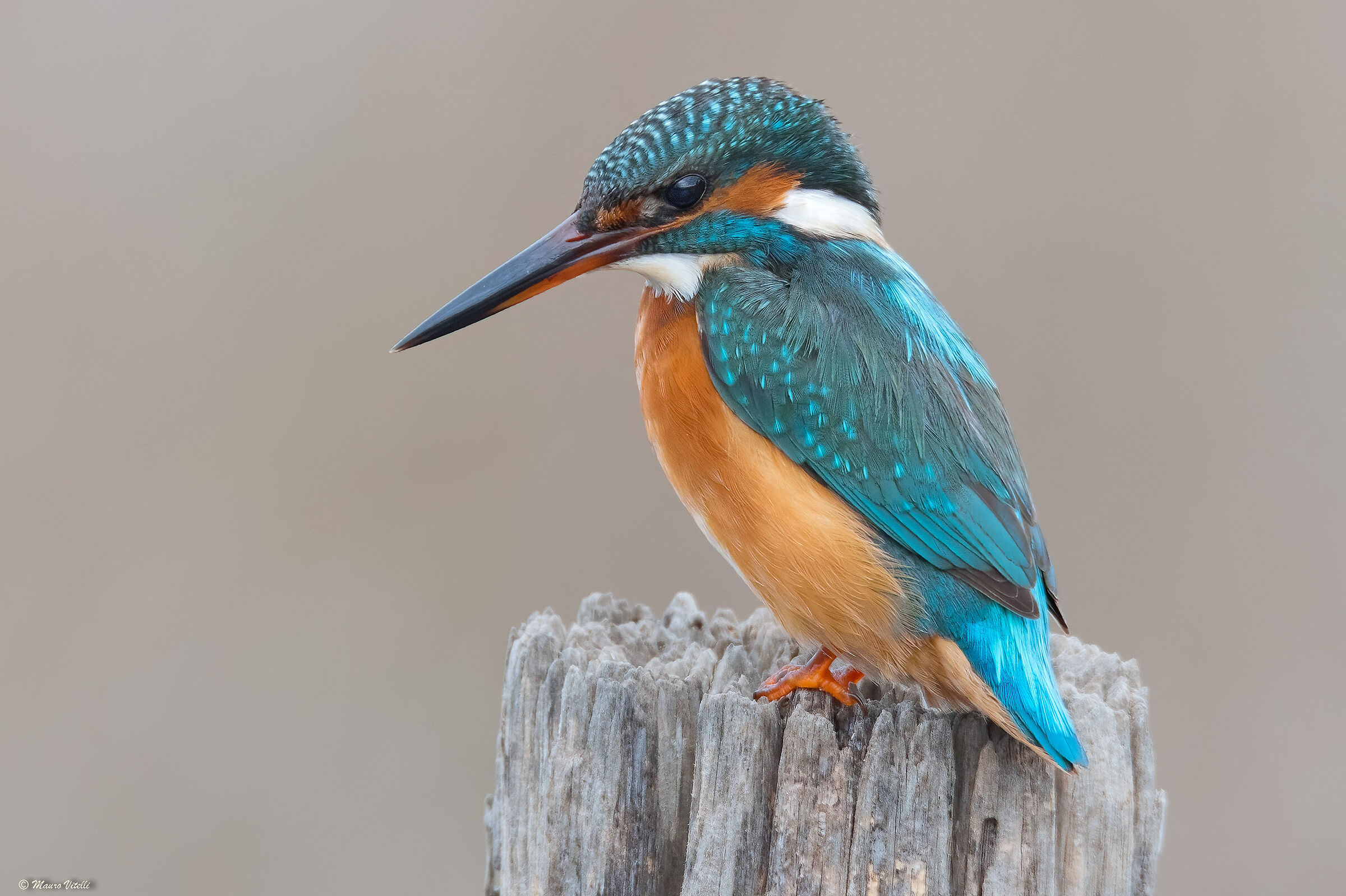 Kingfisher (Alcedo atthis)