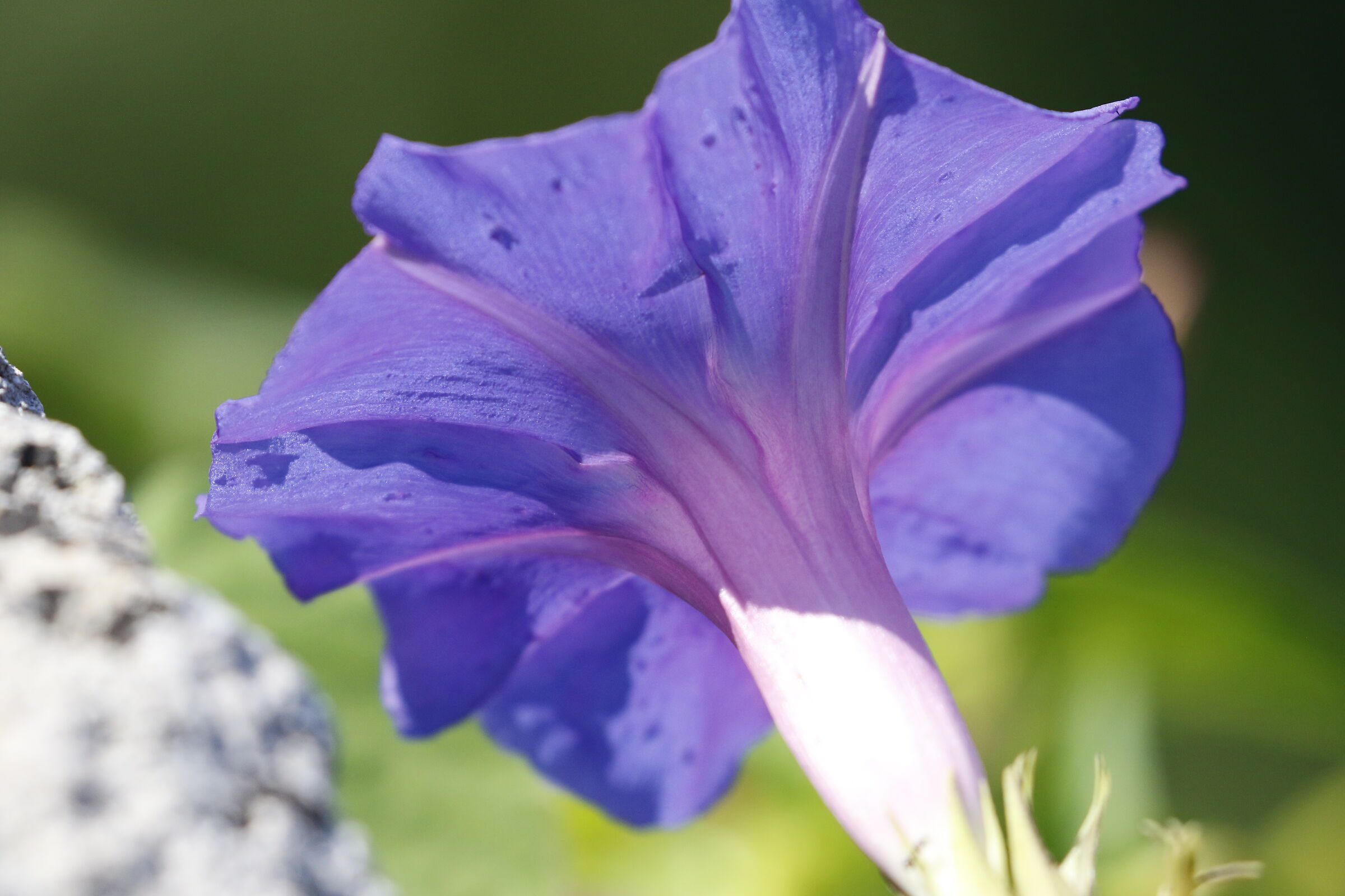 " Crop 6 Cento 40 ", Canon 100-400 L IS II, 7 D II