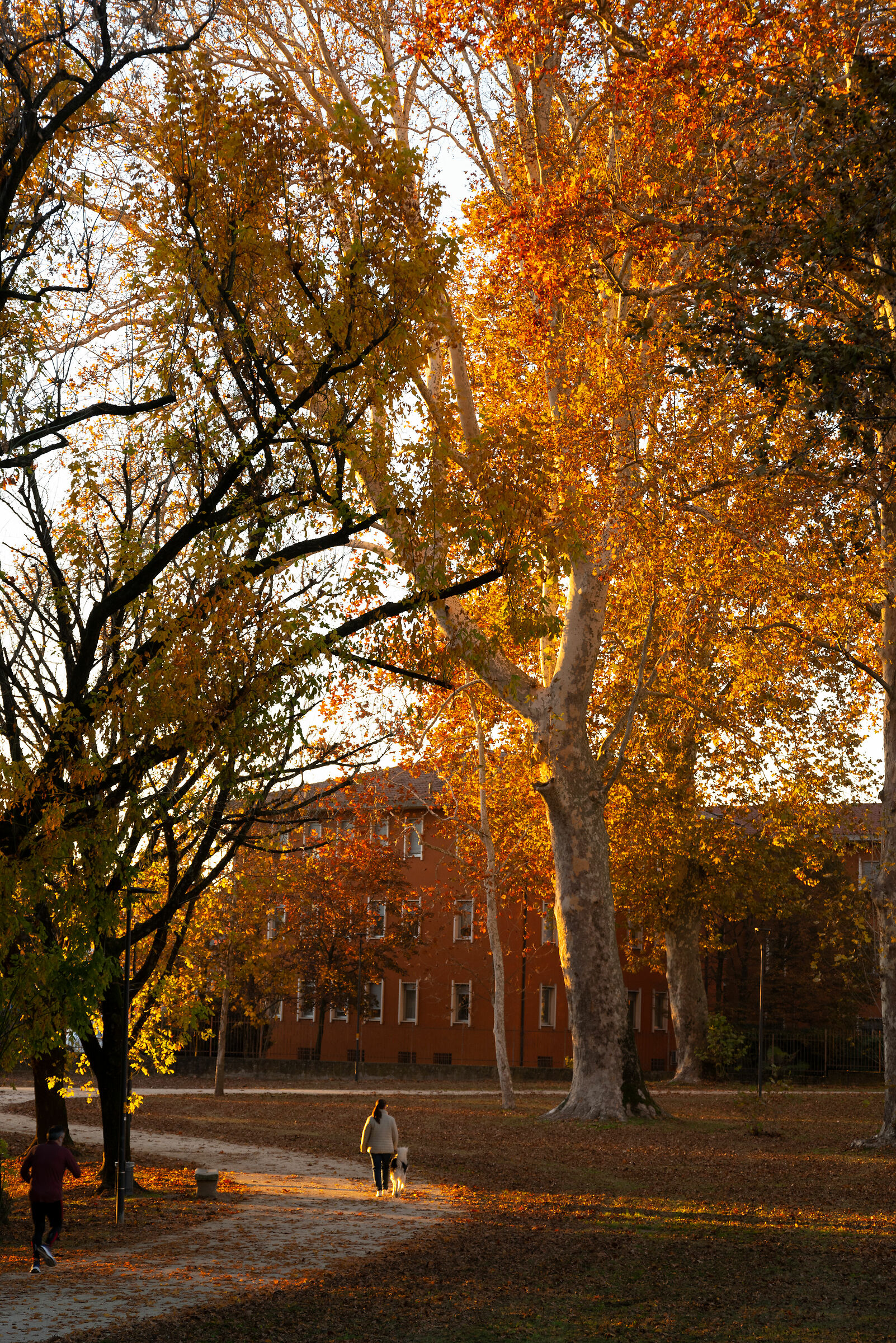 Autumn in the park