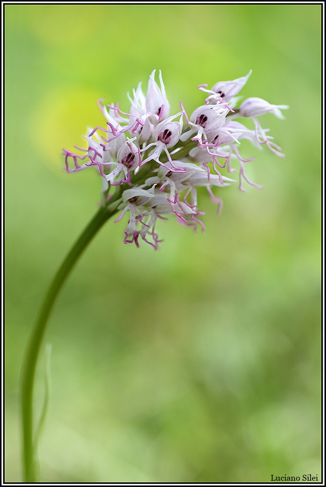 Orchis Simia