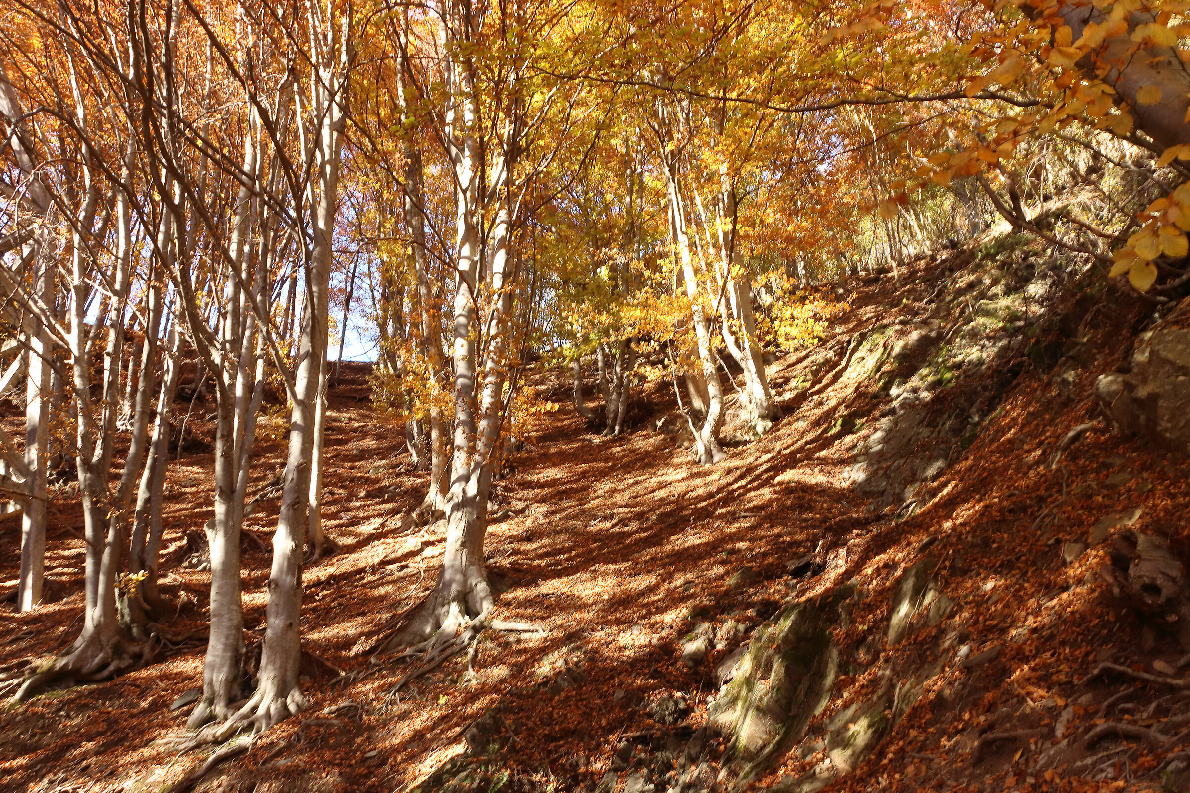 il faggeto di "V. van Gogh"