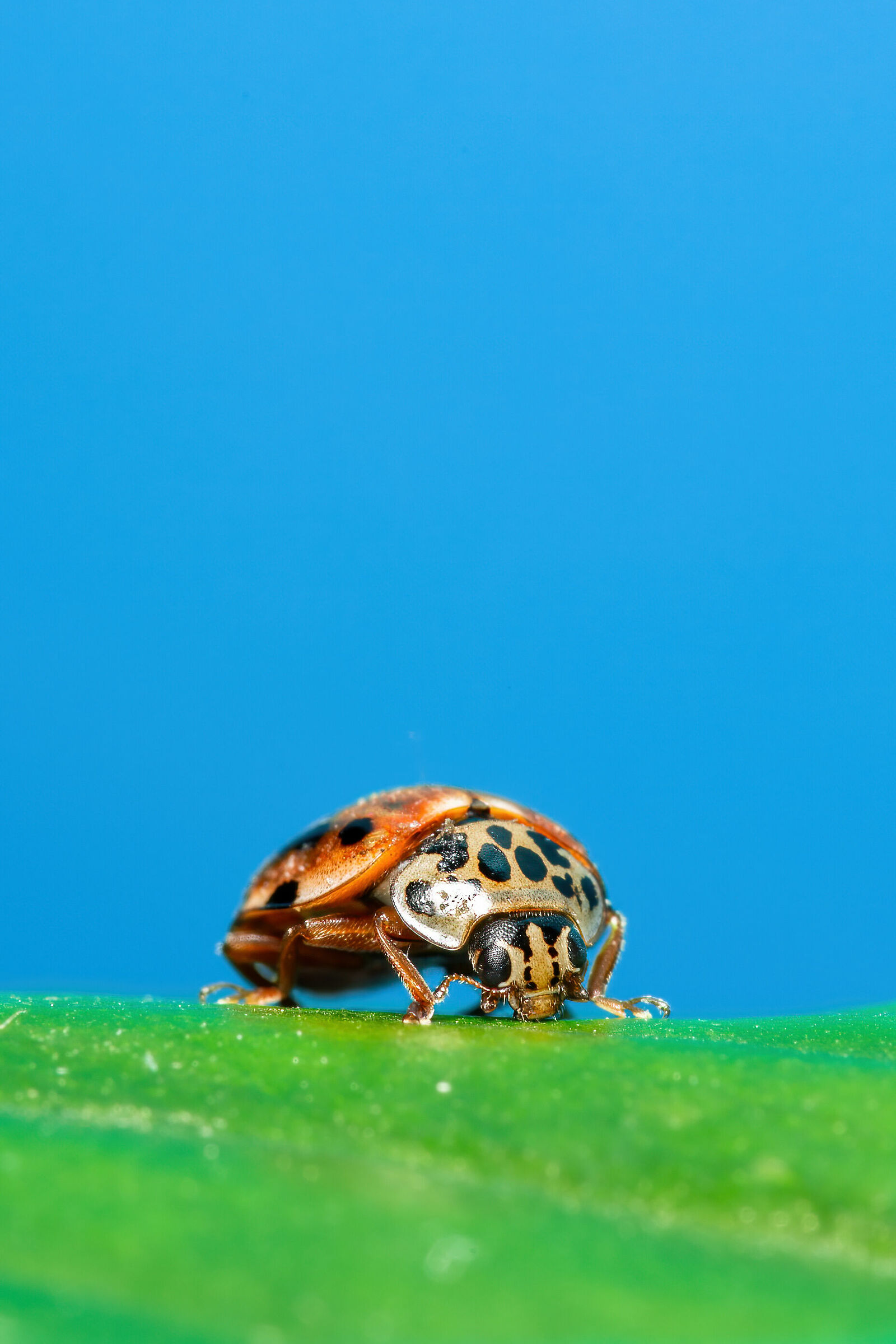 A domestic ladybug