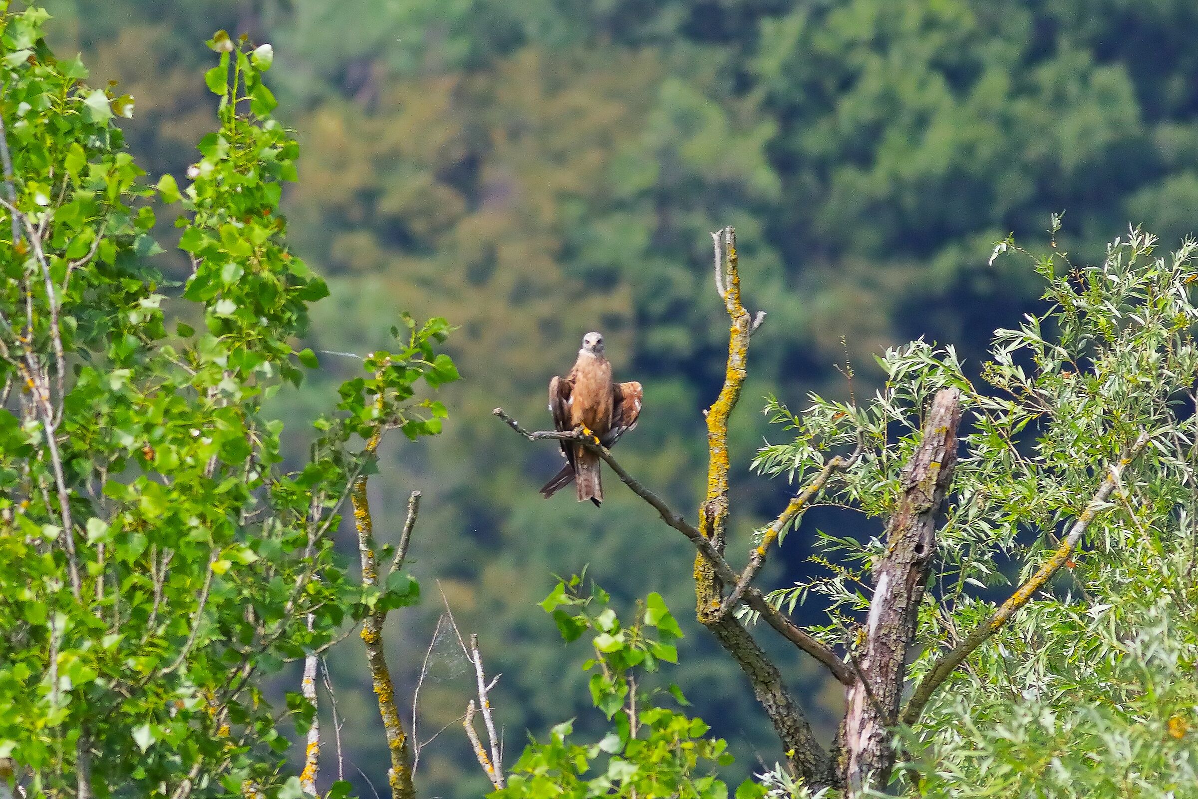 Black Kite 29-06-2023