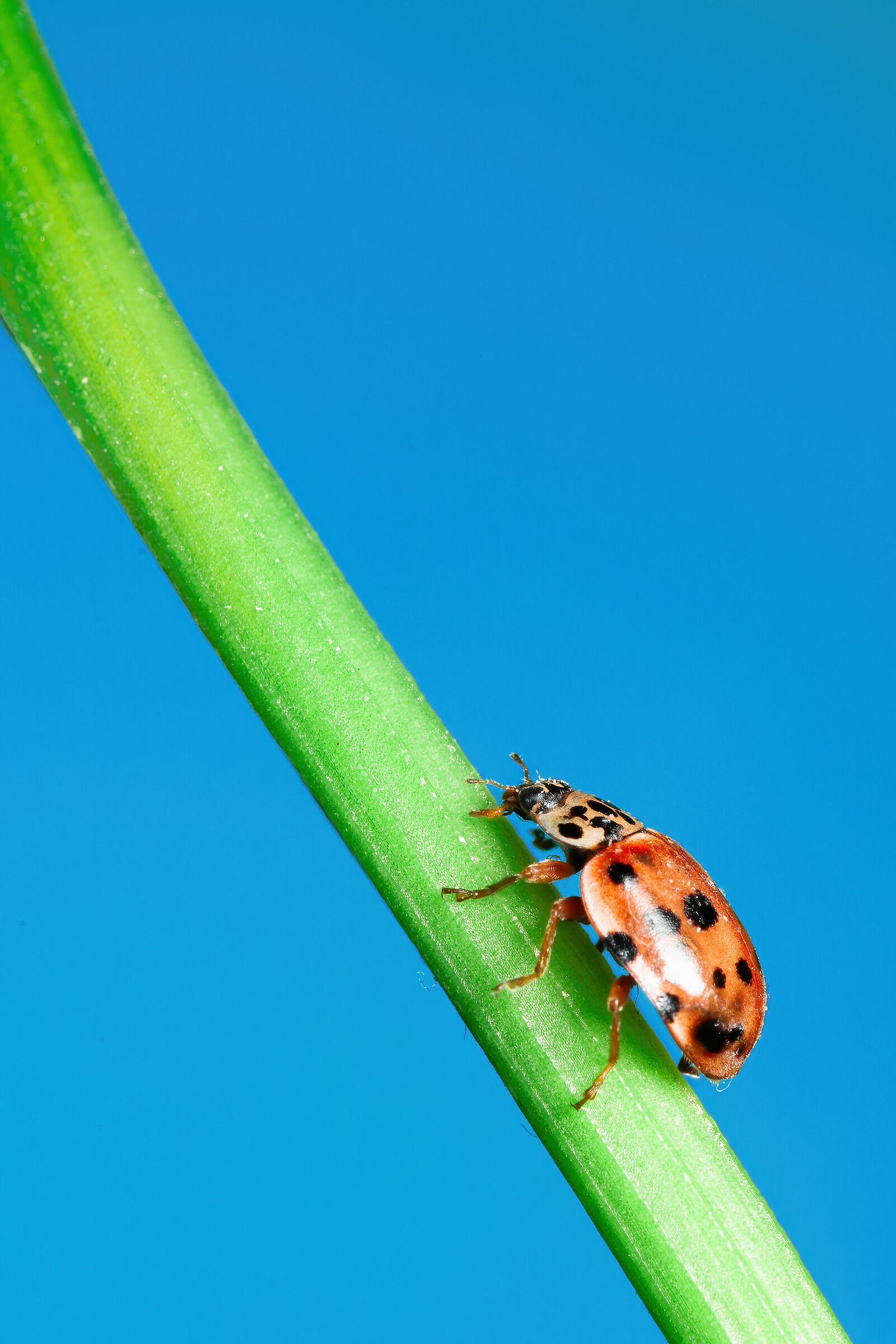 A domestic ladybug