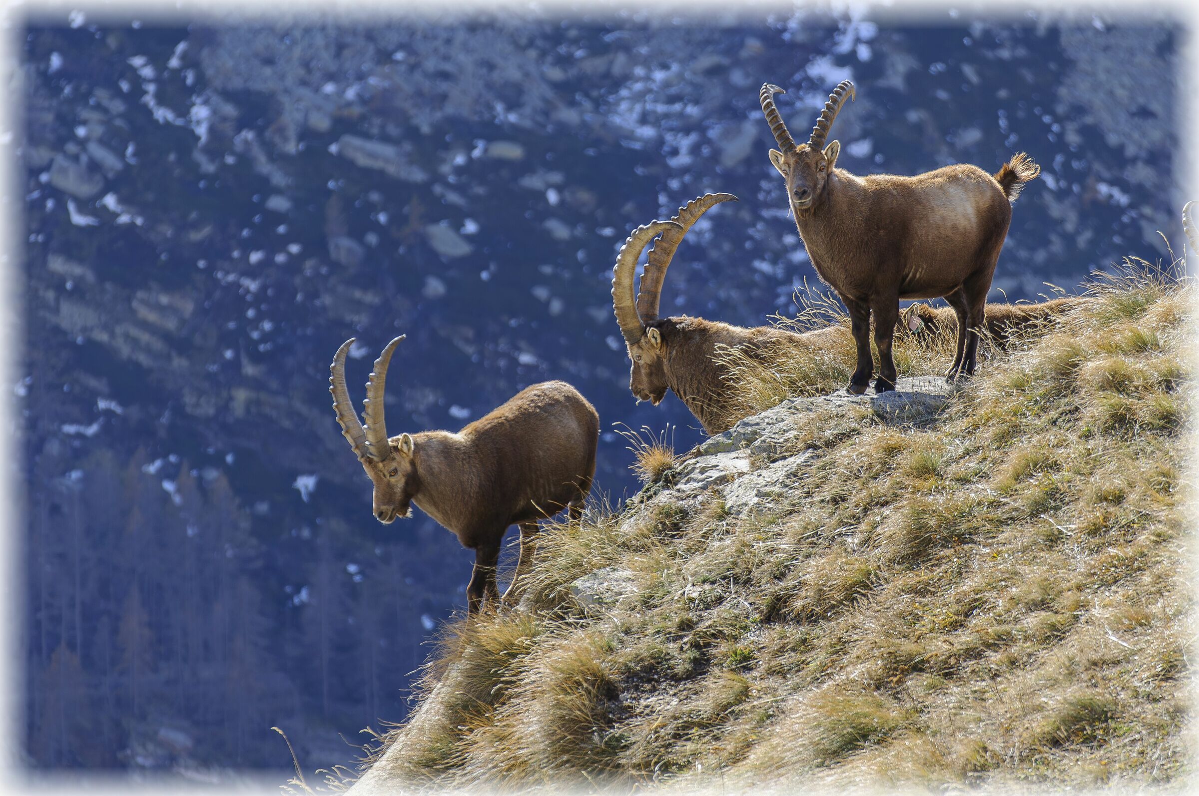 Ceresole Reale
