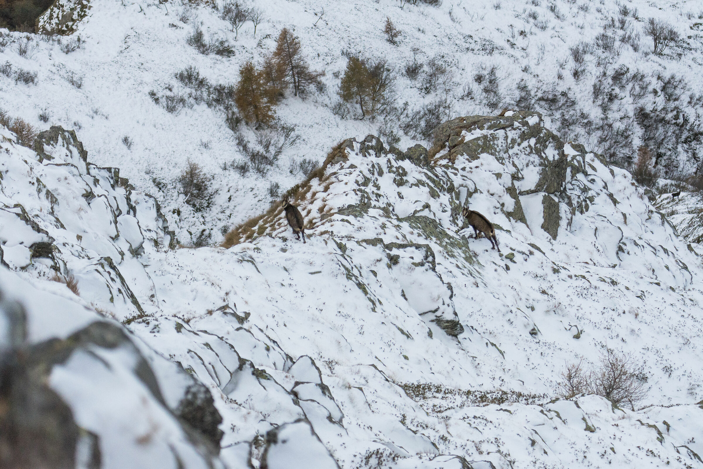 L'habitat assurdo del camoscio alpino