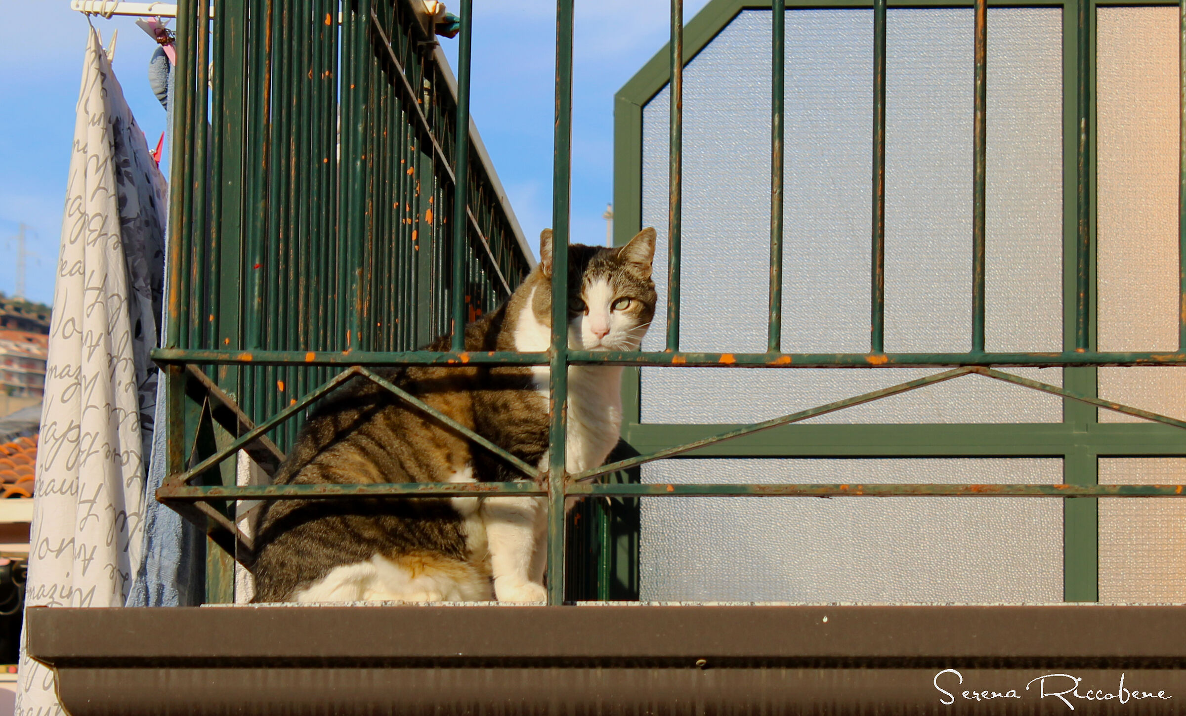 Tintarella Novembrina