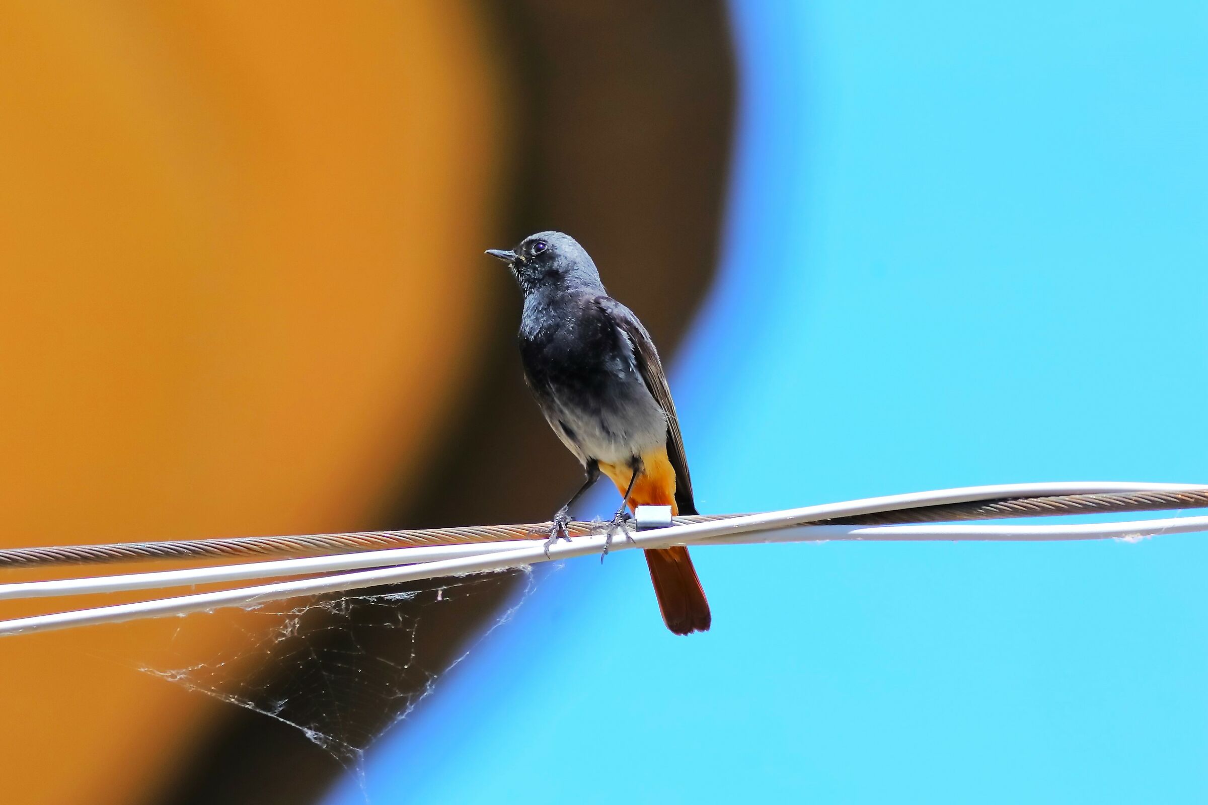 Redstart 25-06-2023