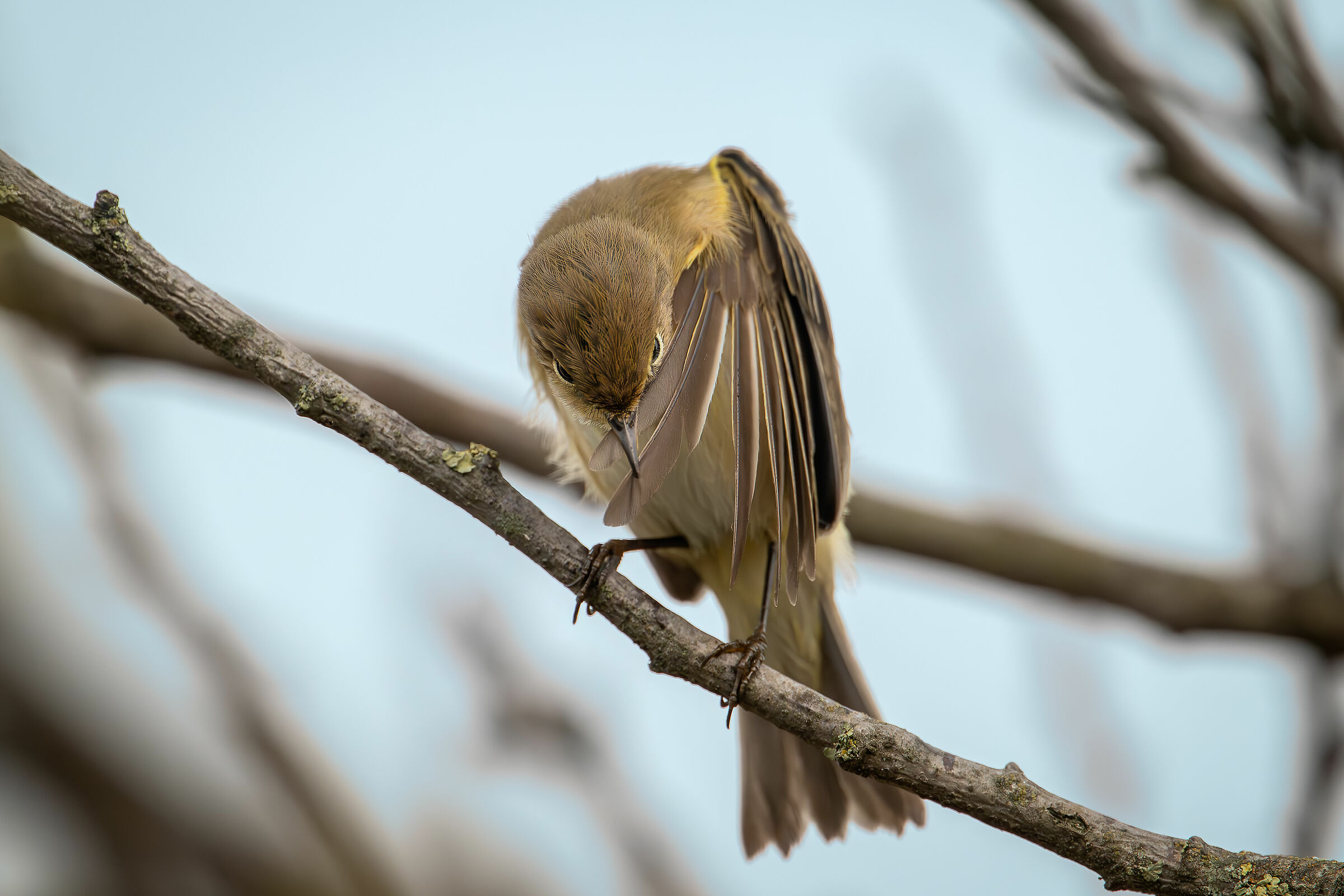 Little Warbler #capannocora