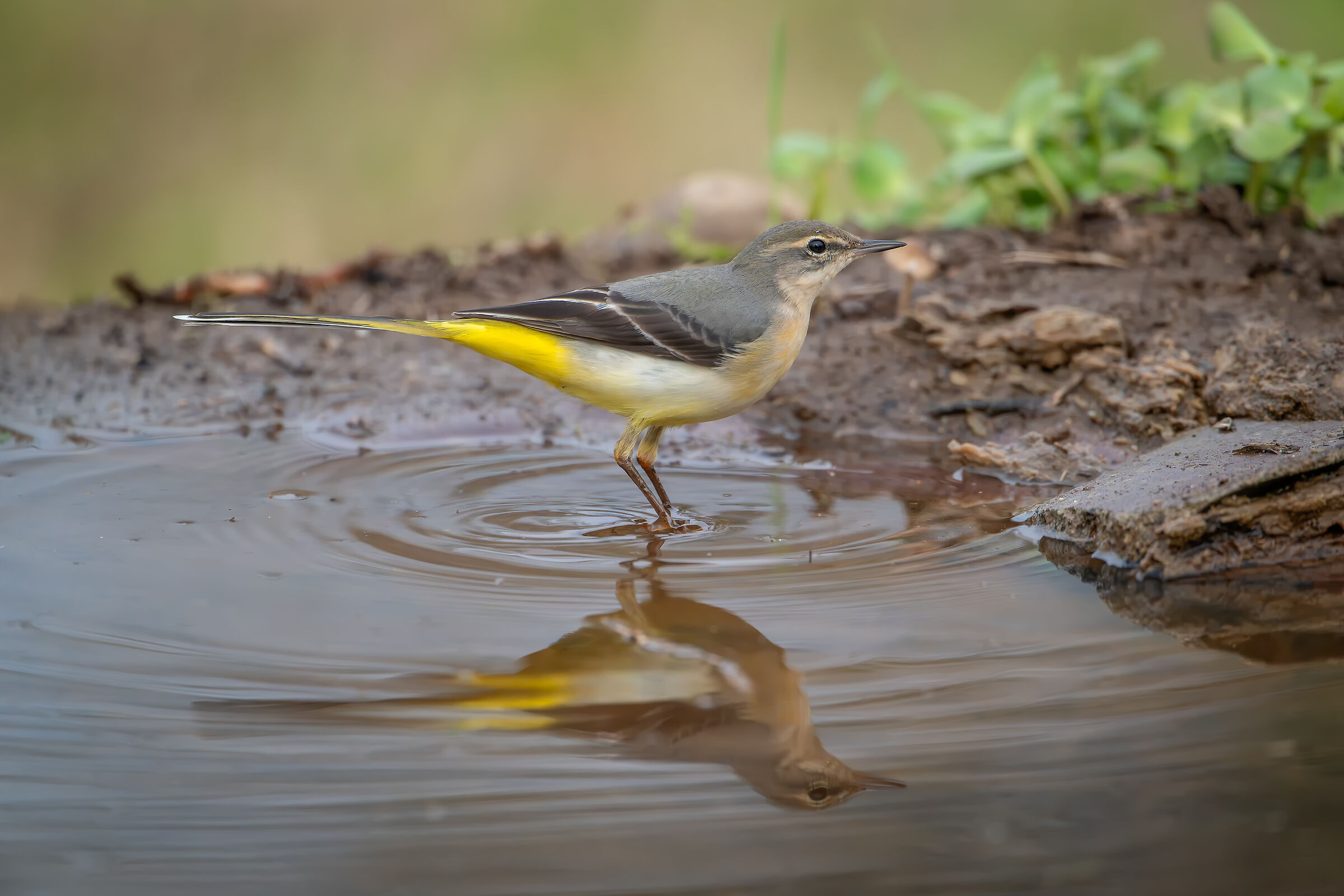 Yellow Ballerina #capannocora