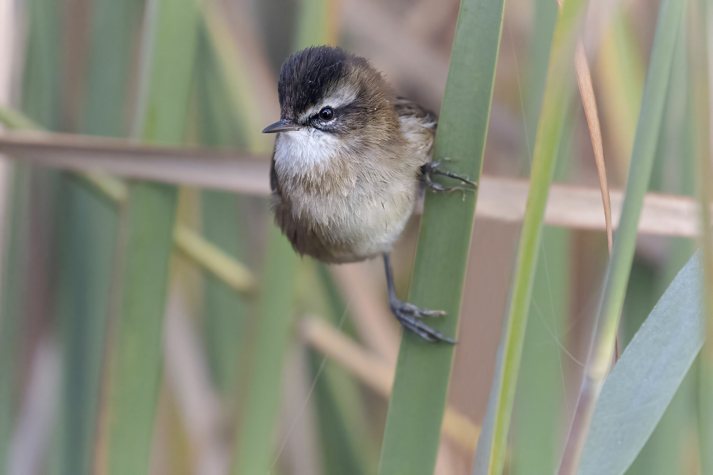 forapaglie castagnolo