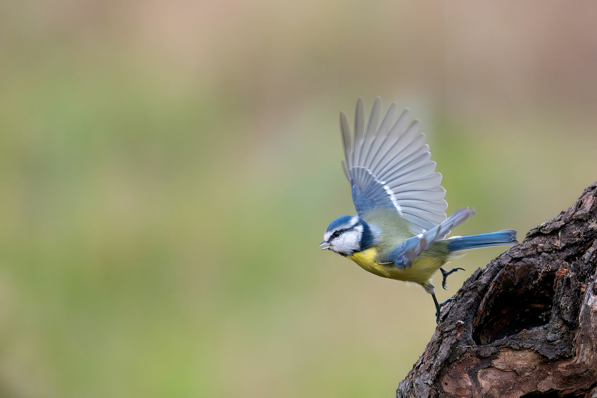 Cinciarella #capanocora