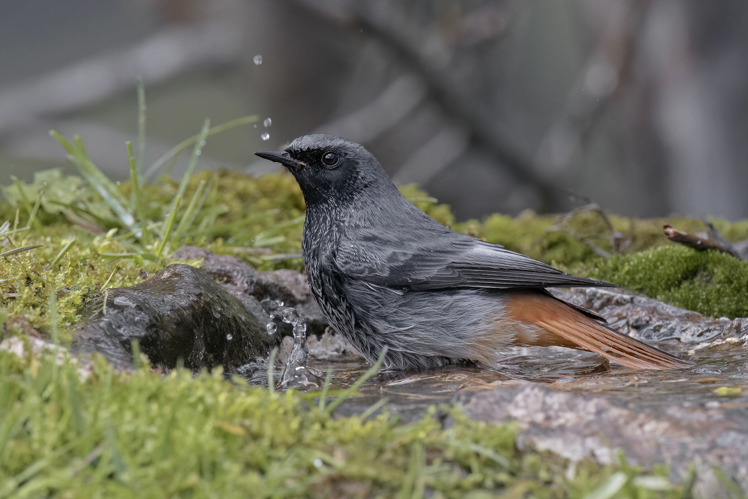 Codirosso spazzacamino &male;