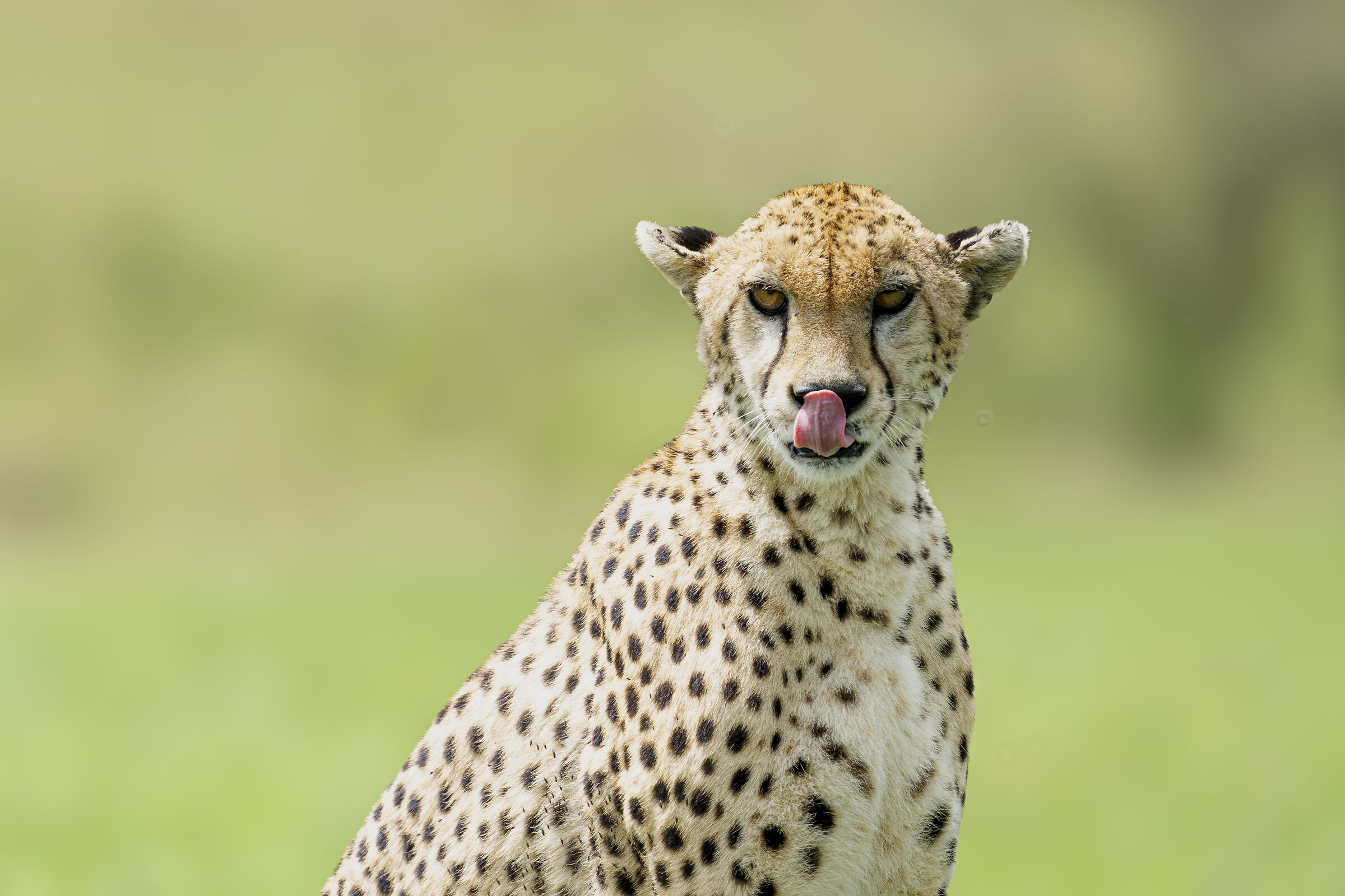 Ghepardo assaggia l'aria prima della caccia