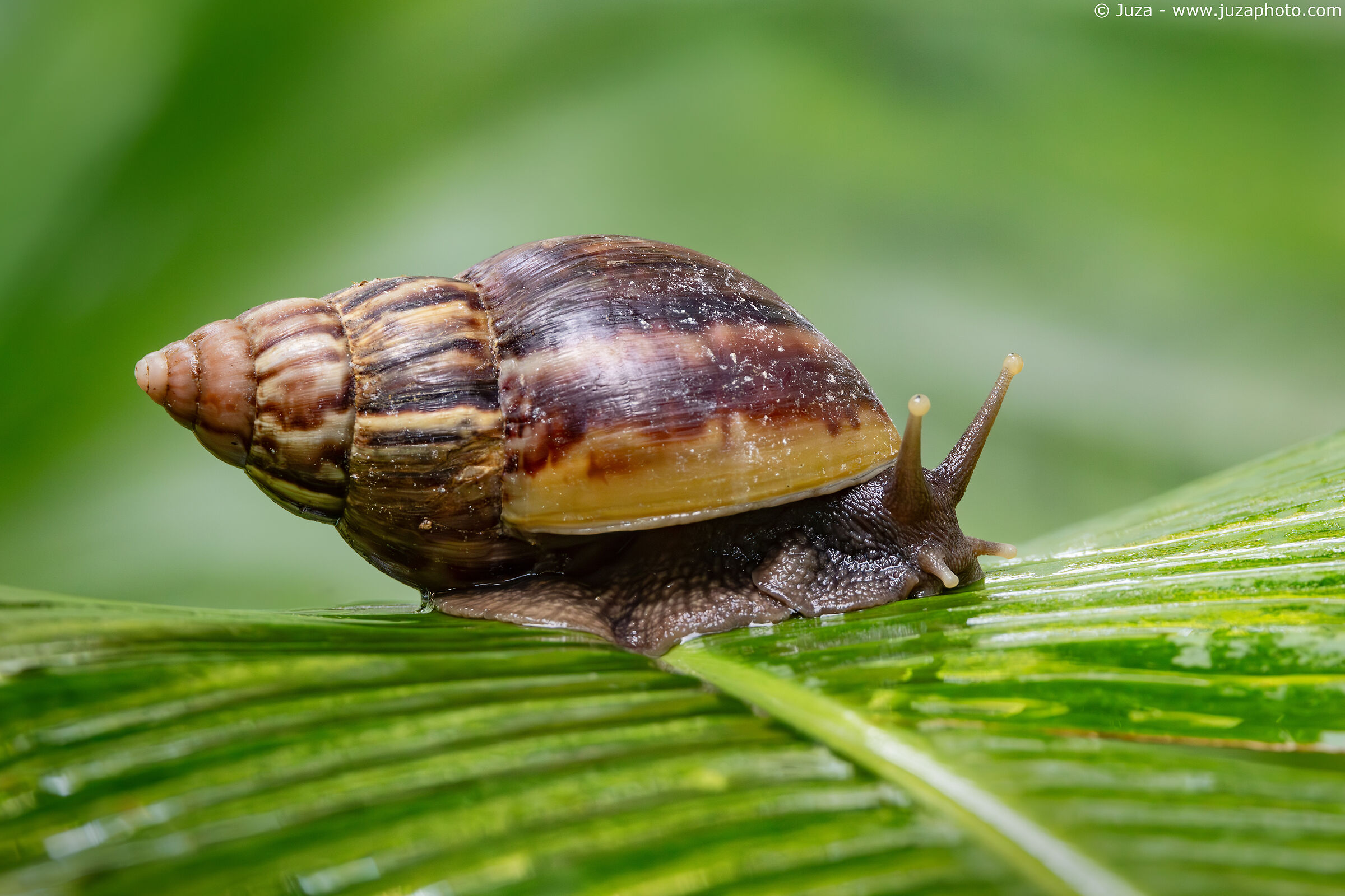 African Giant Snail (Lissachatina fulica)