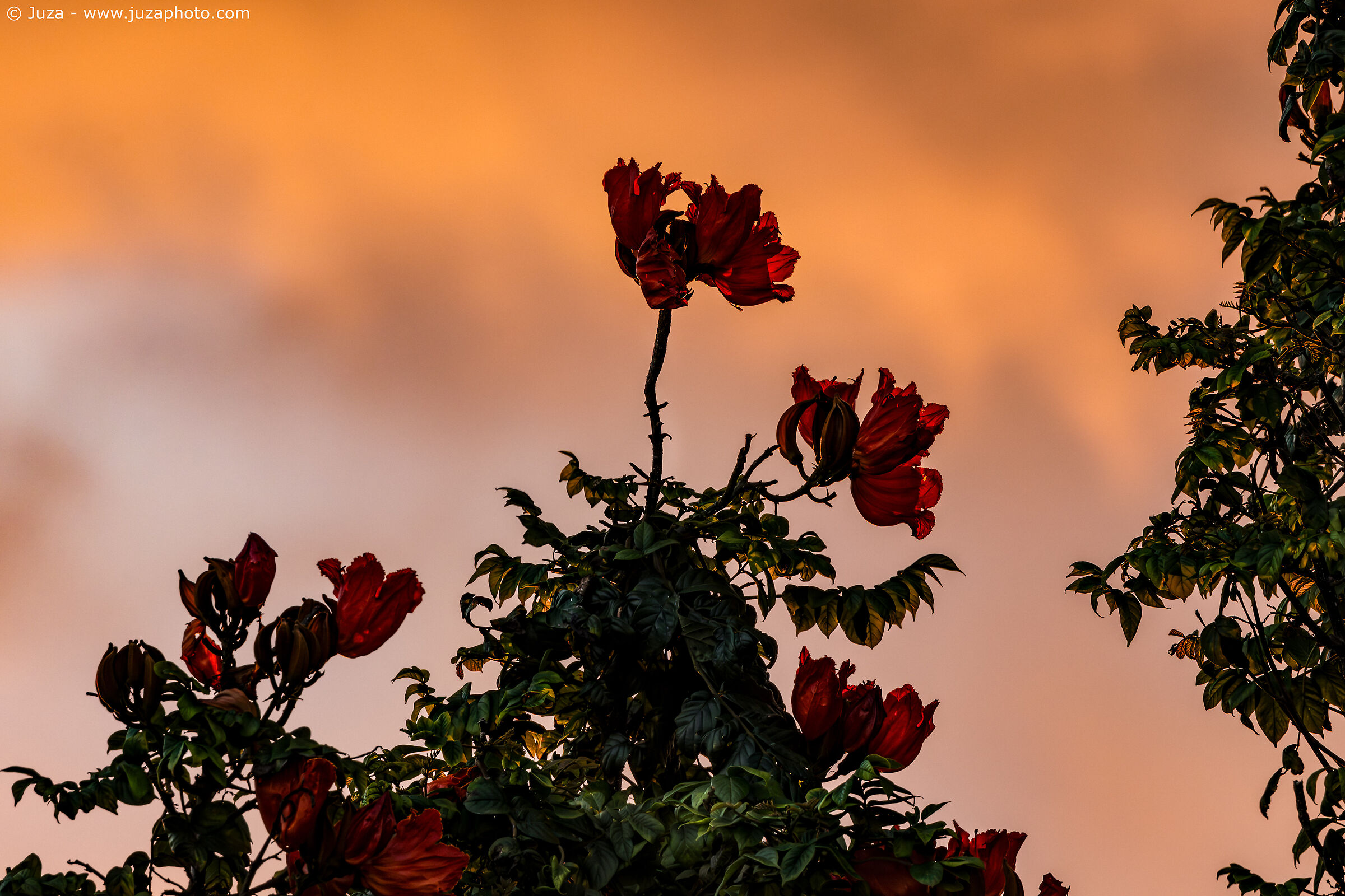 African Tulip Tree (Spathodea campanulata)